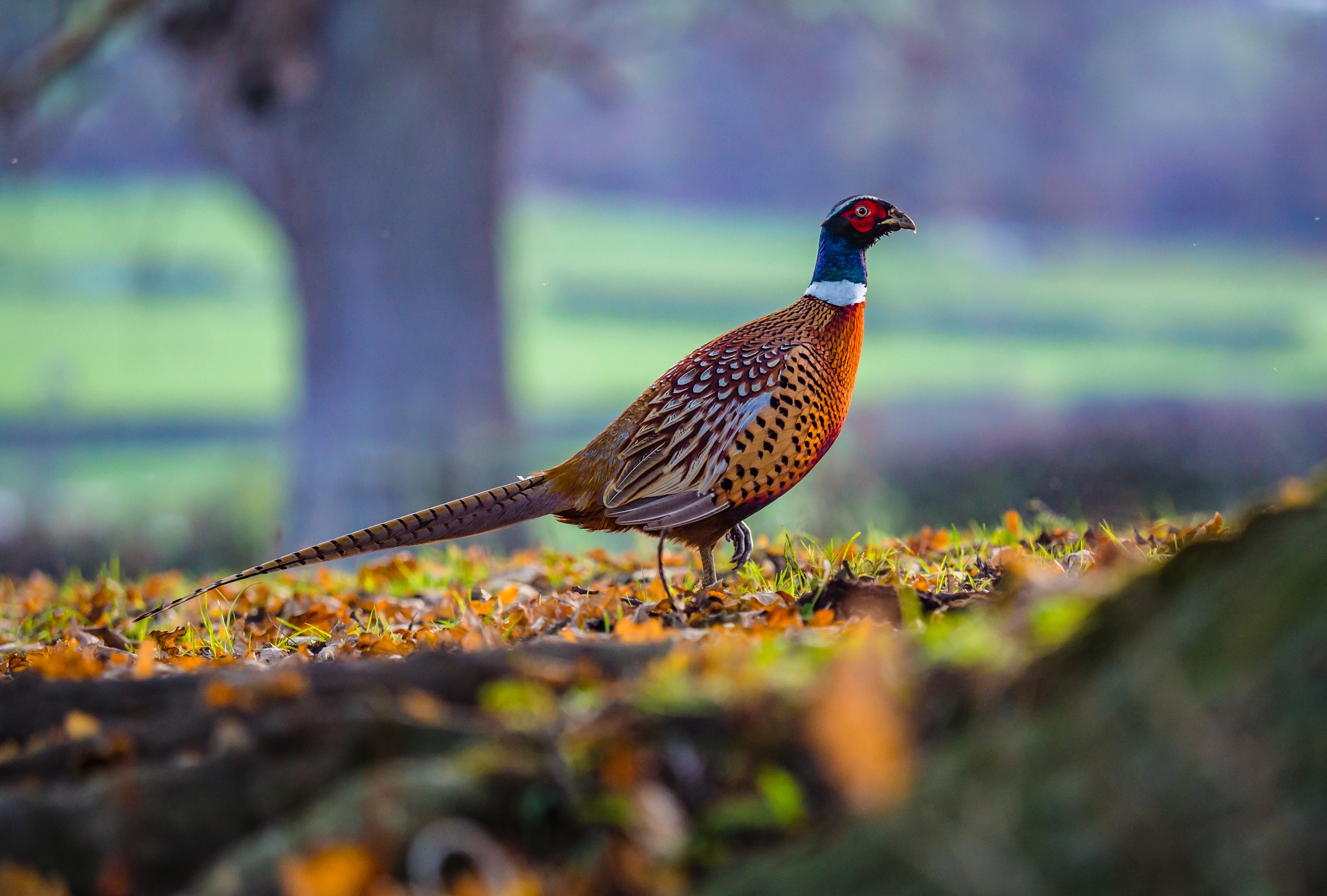 2022 food story pheasant