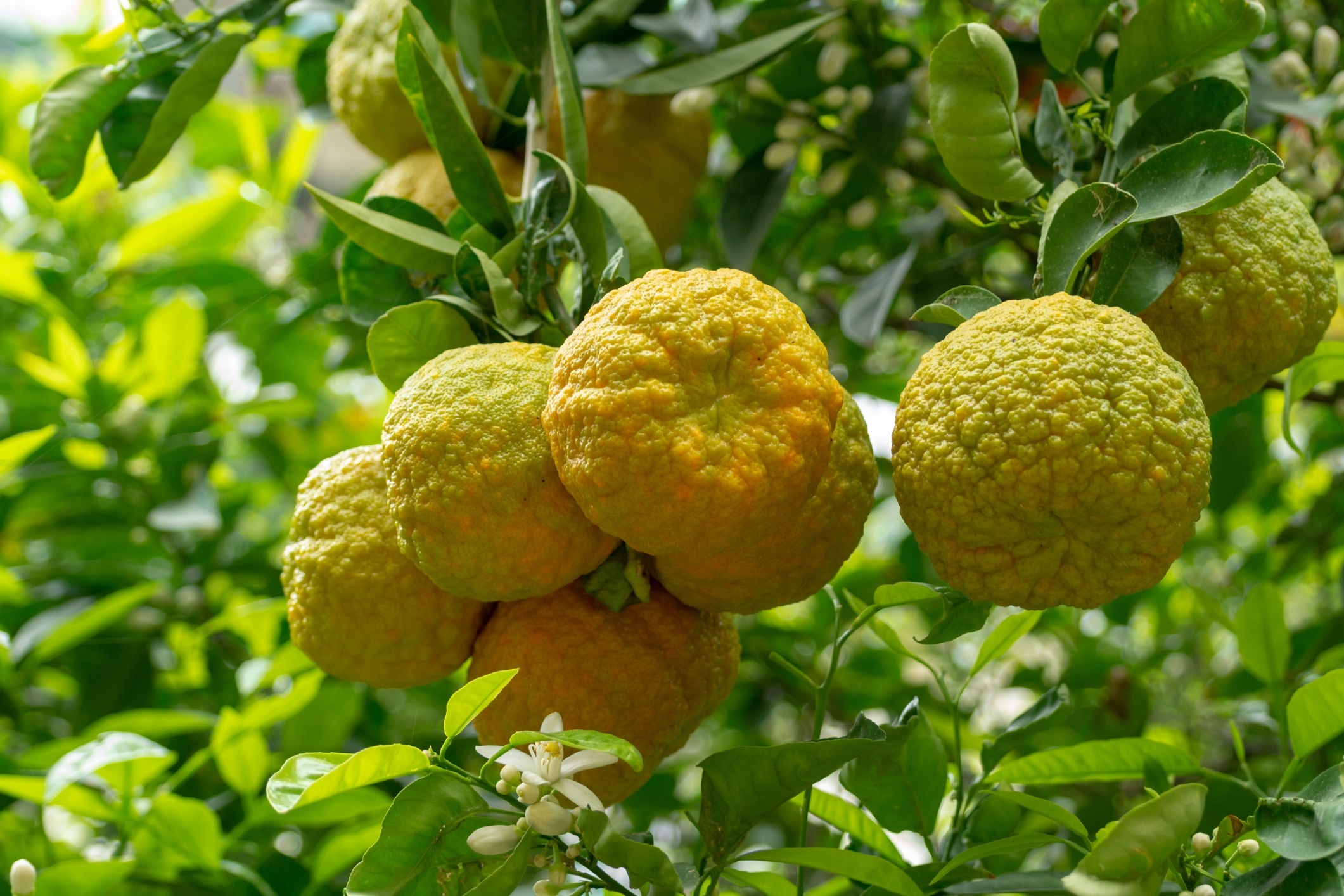 2022 foodstory BERGAMOT