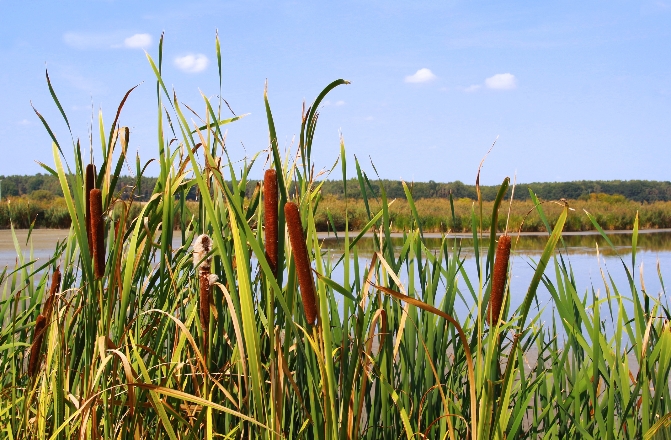 2022 foodstory CATTAIL