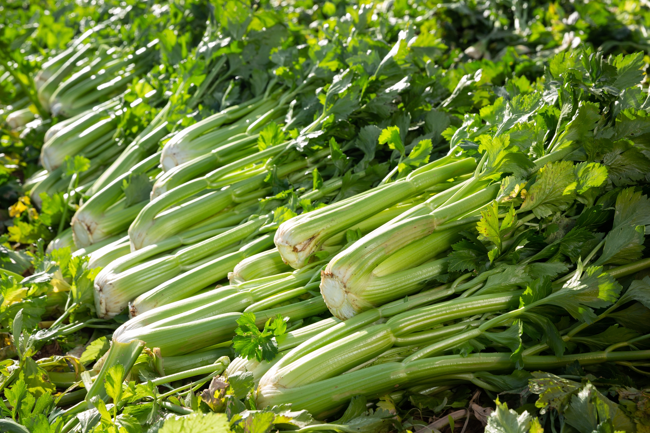 2022 foodstory CELERY