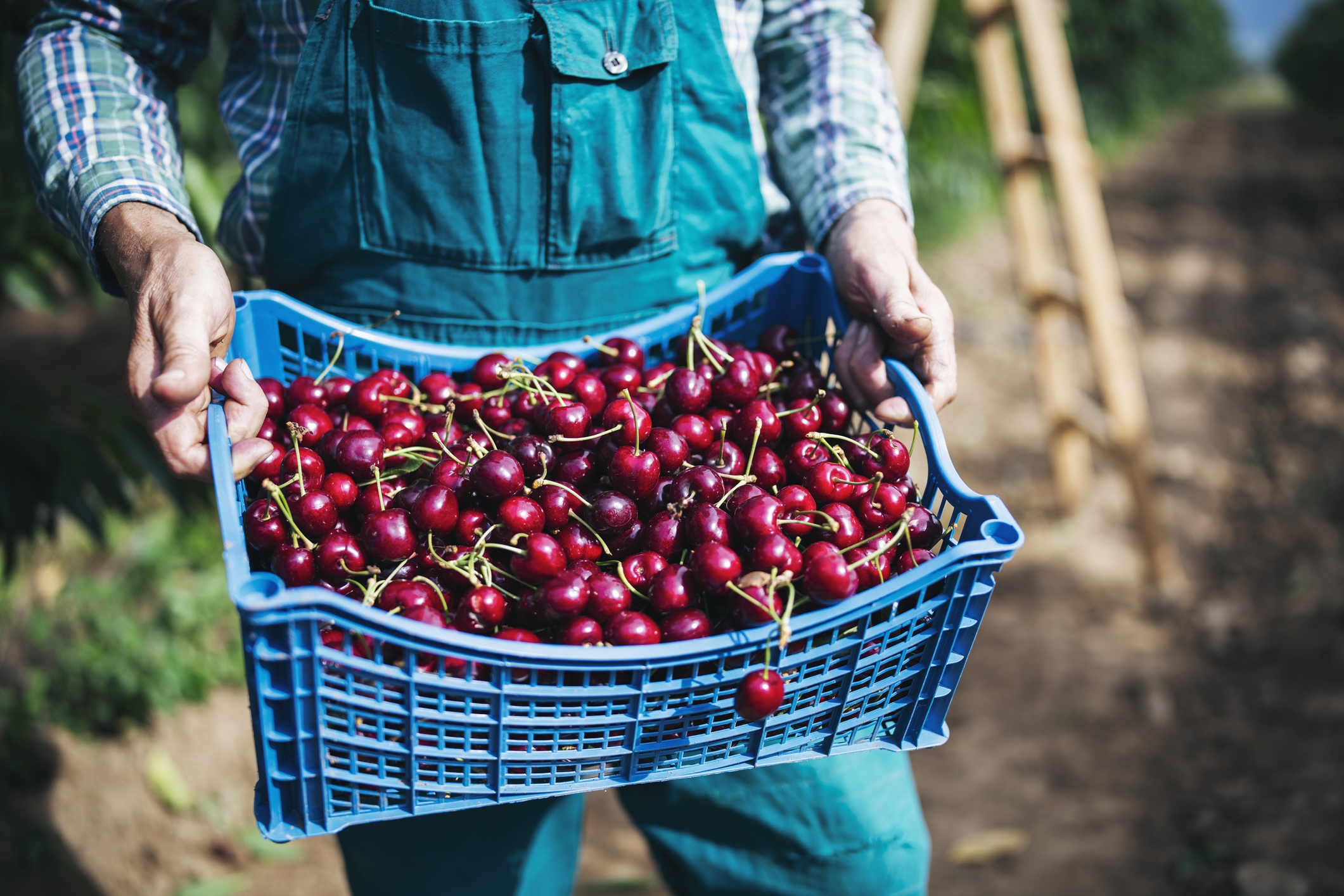 2022 foodstory CHERRY