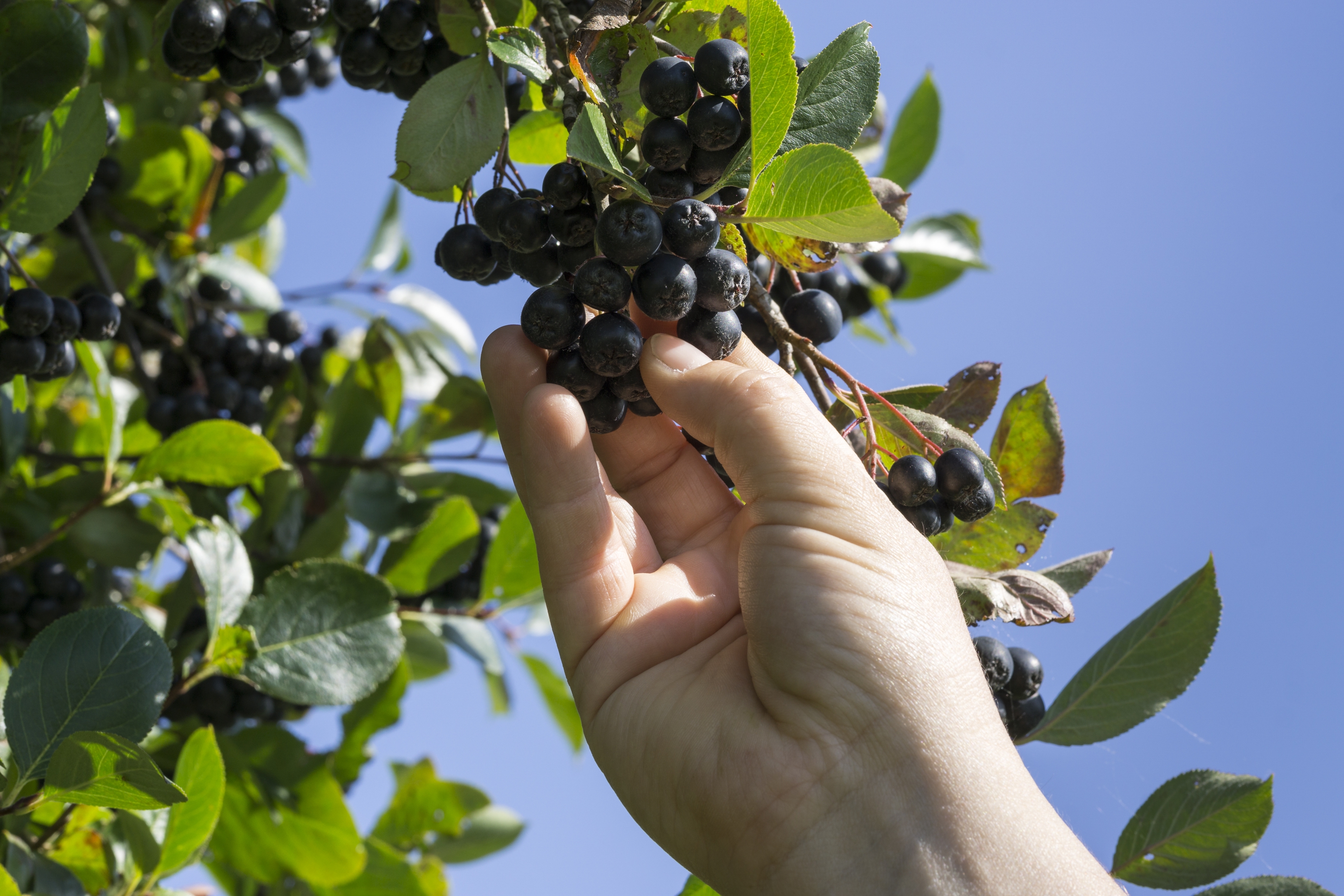 2022 foodstory CHOKECHERRY