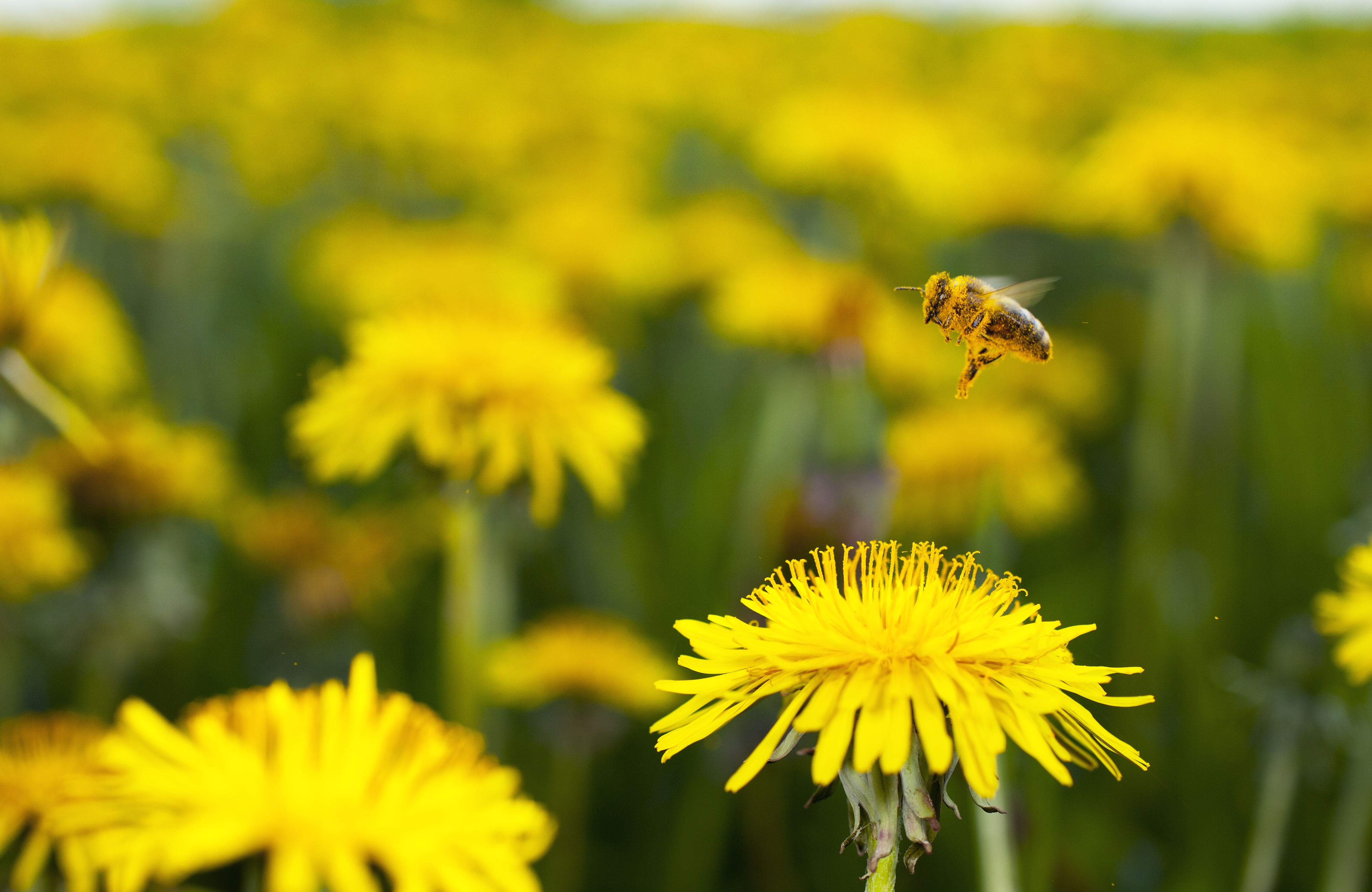 2022 foodstory Dandelion