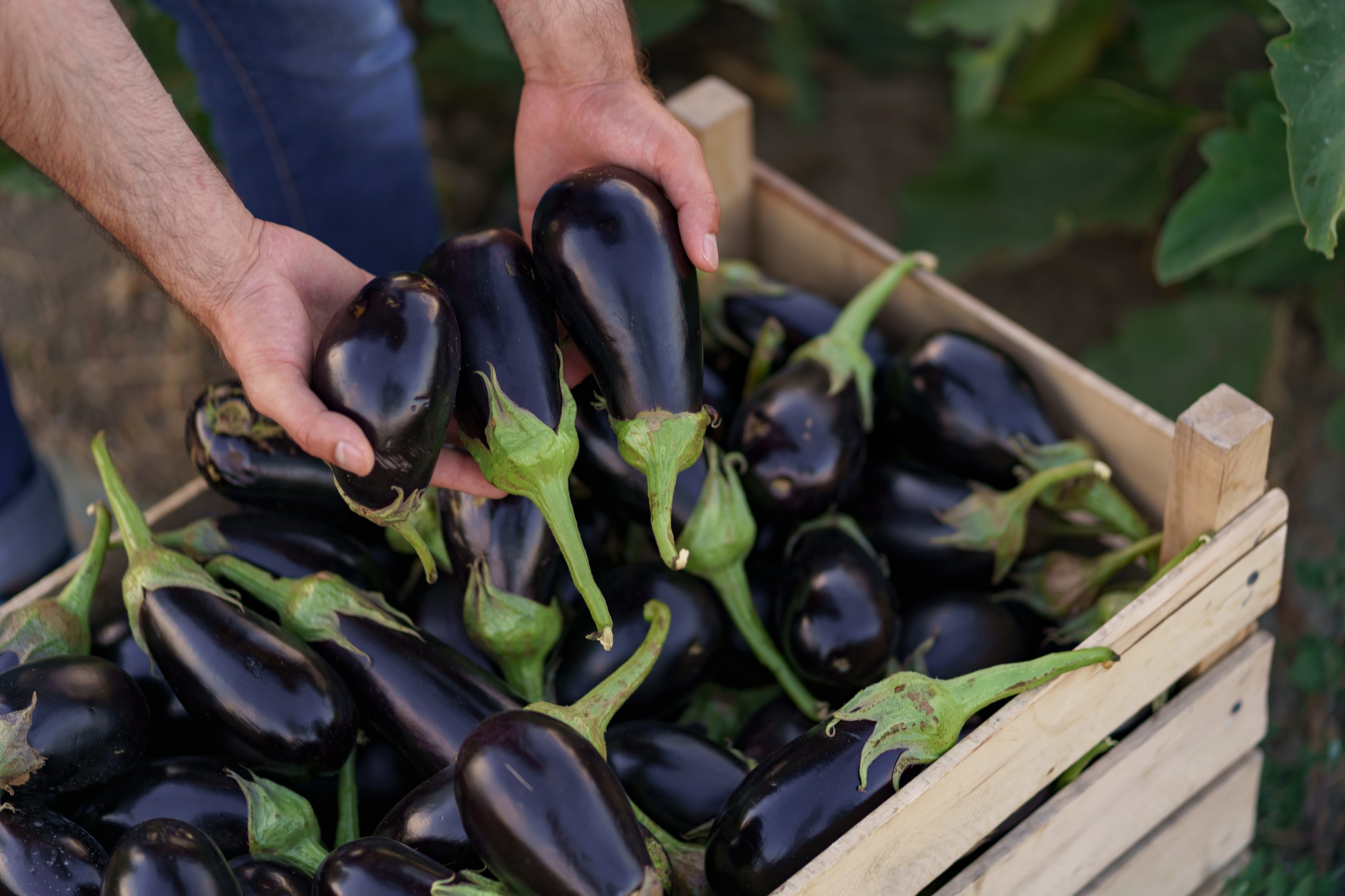 2022 foodstory EGGPLANT