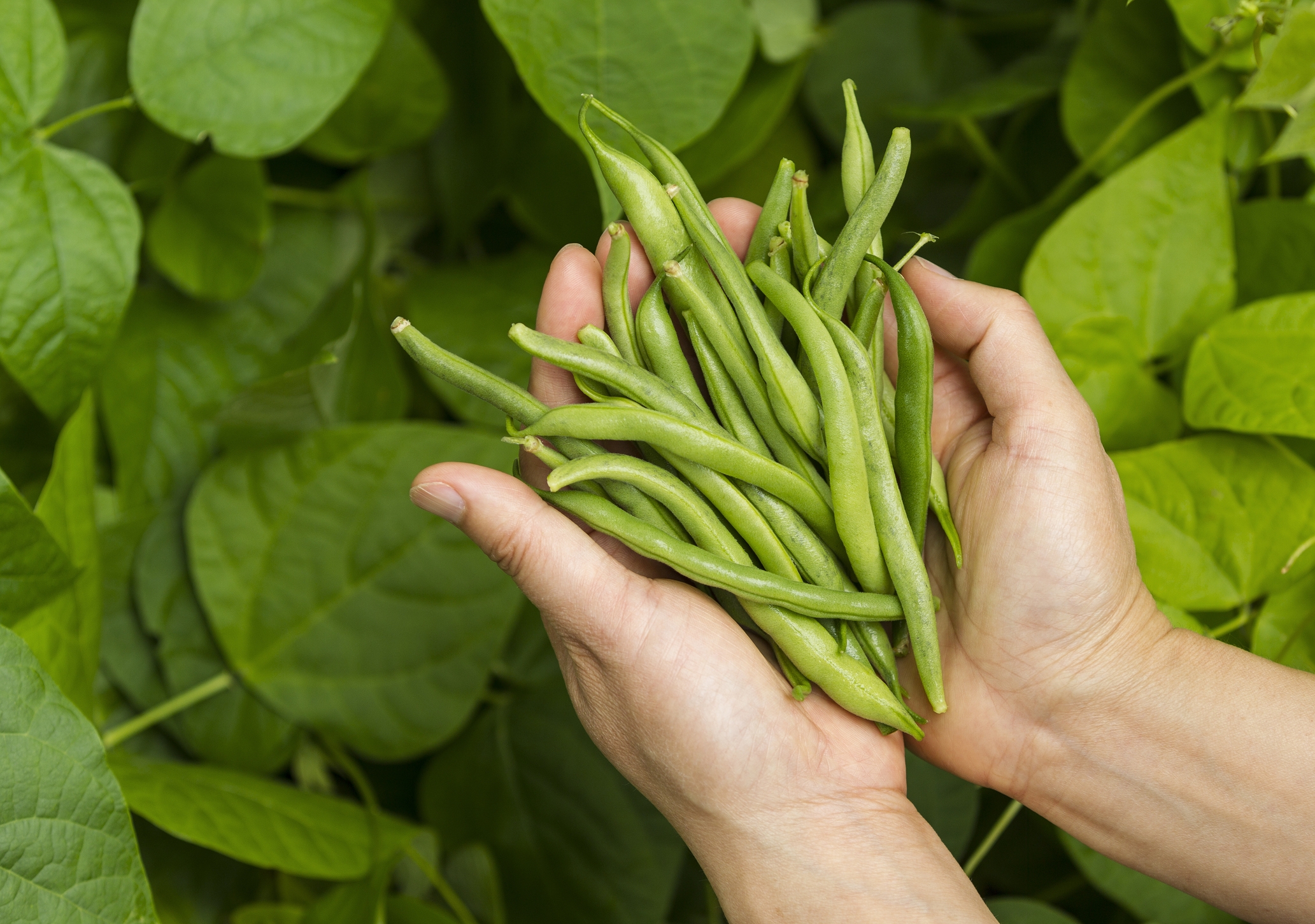 2022 foodstory GREENBEANS