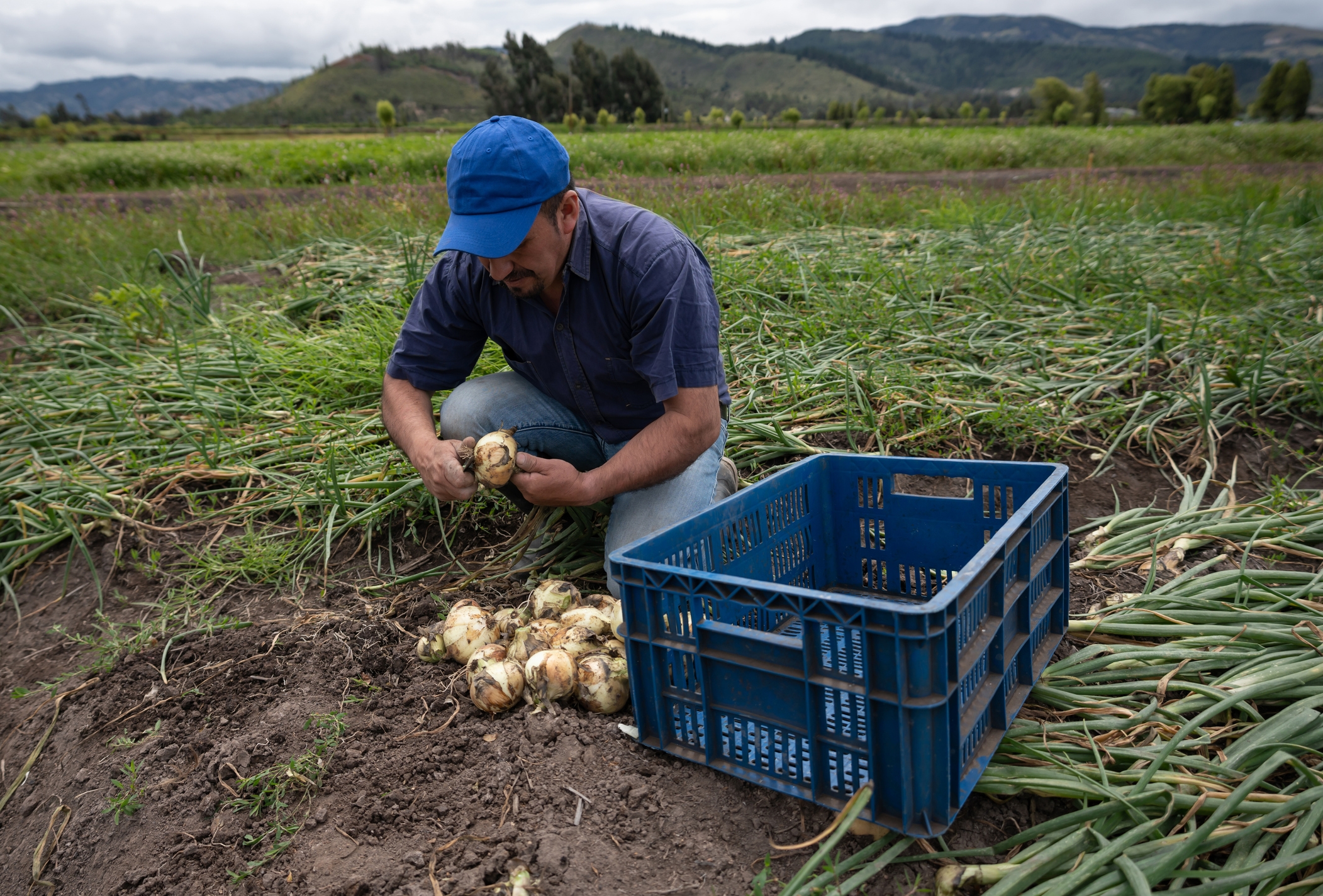 2022 foodstory ONION