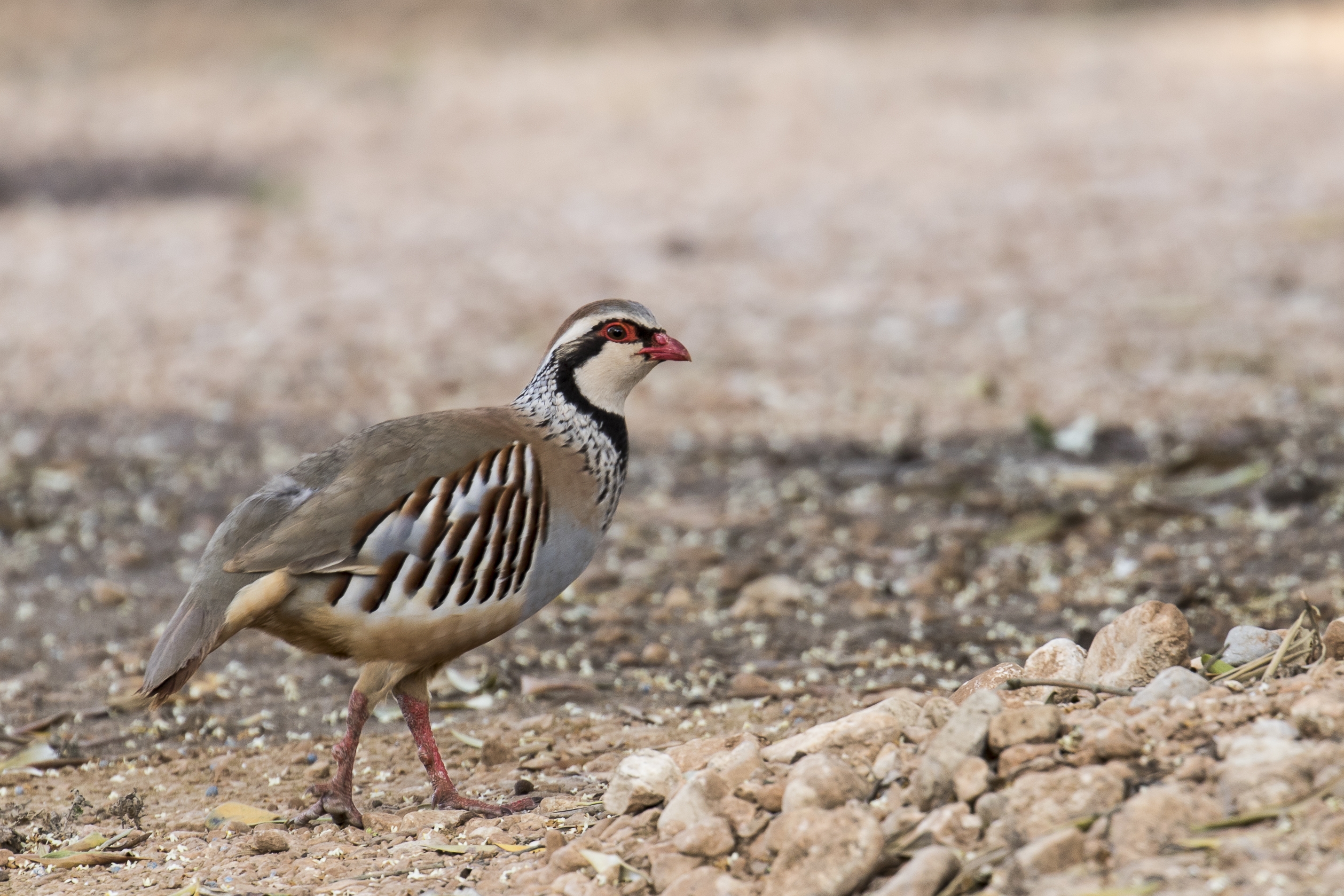 2022 foodstory PARTRIDGE