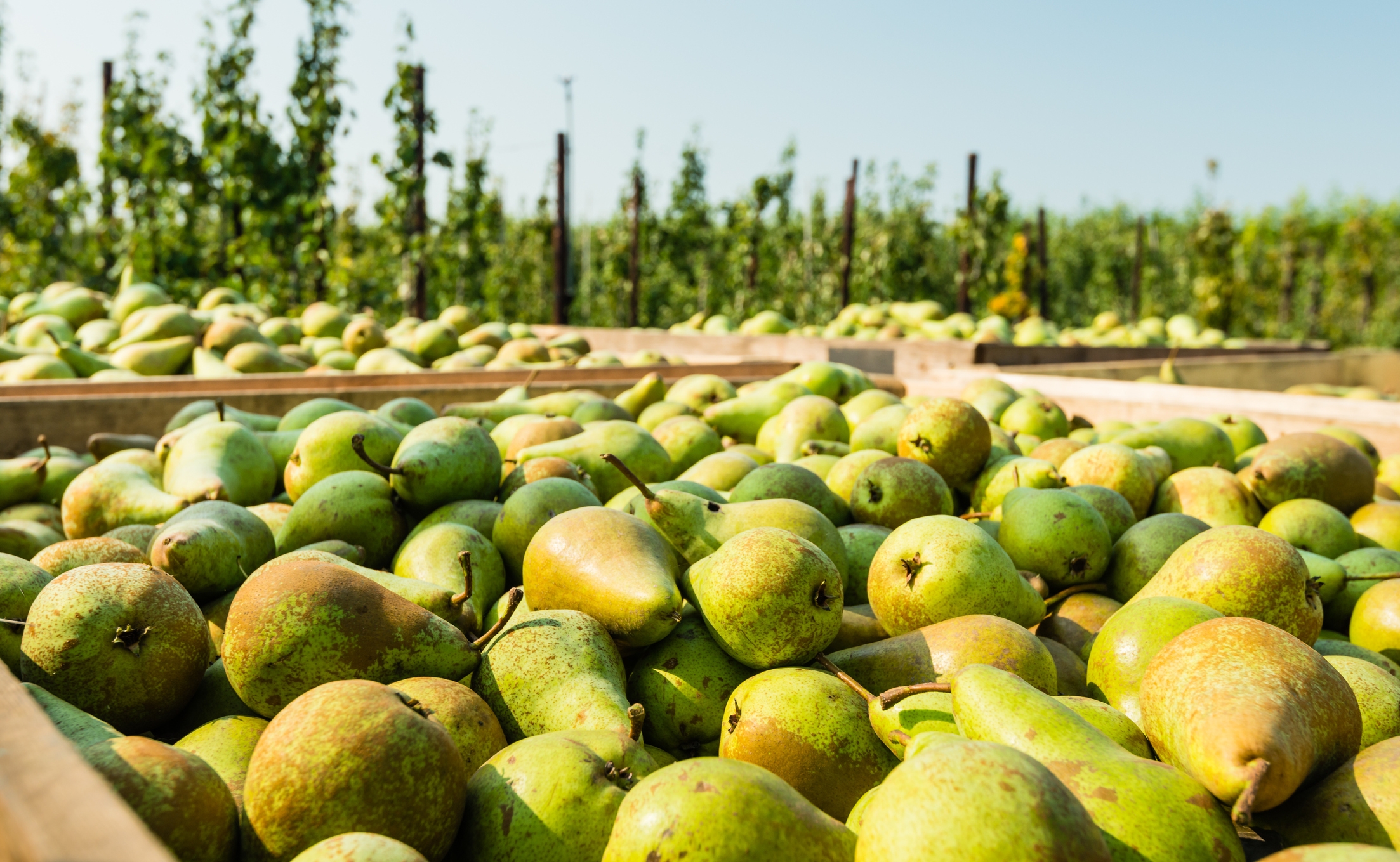 2022 foodstory PEARS