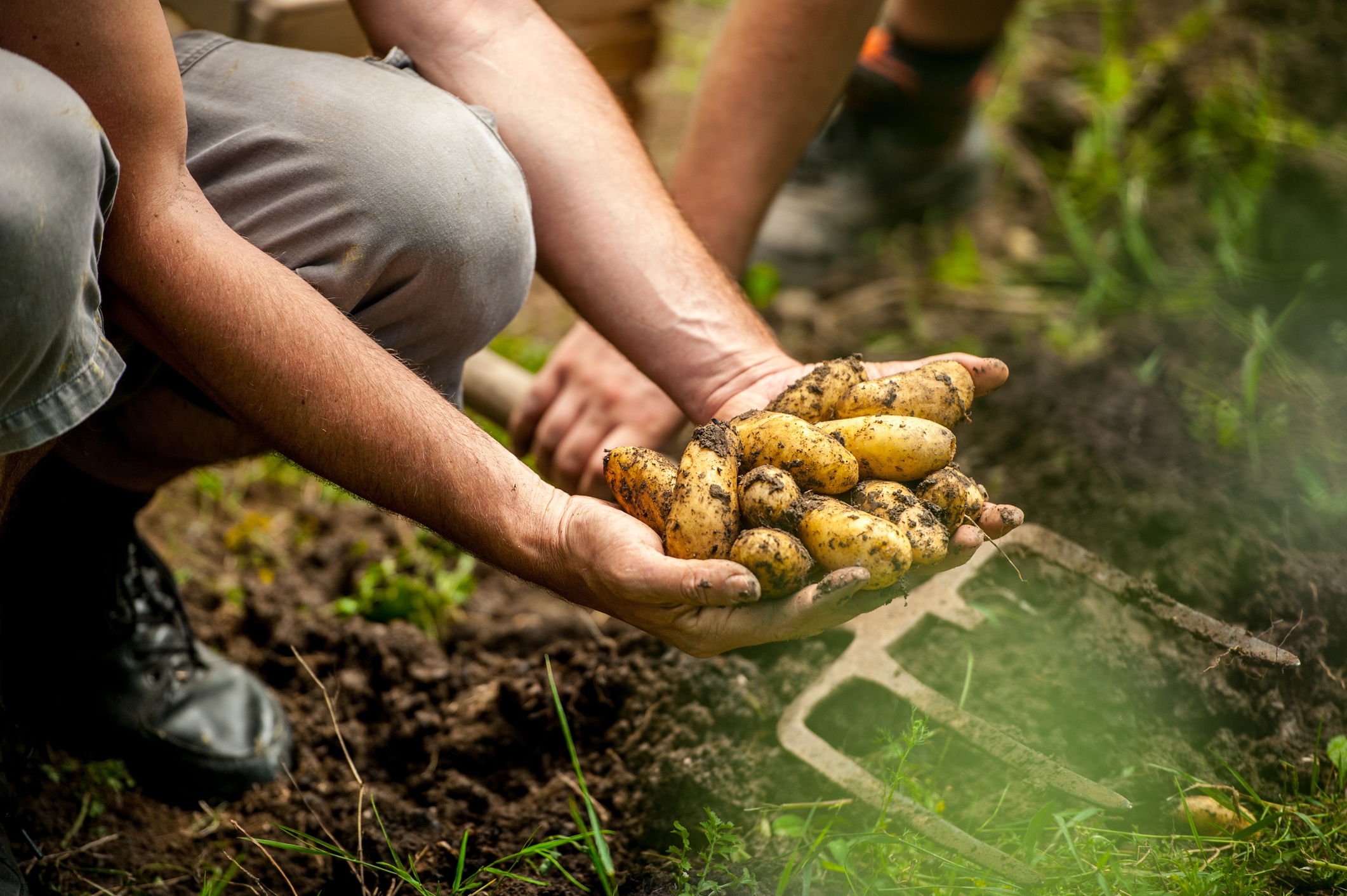 2022 foodstory POTATOES