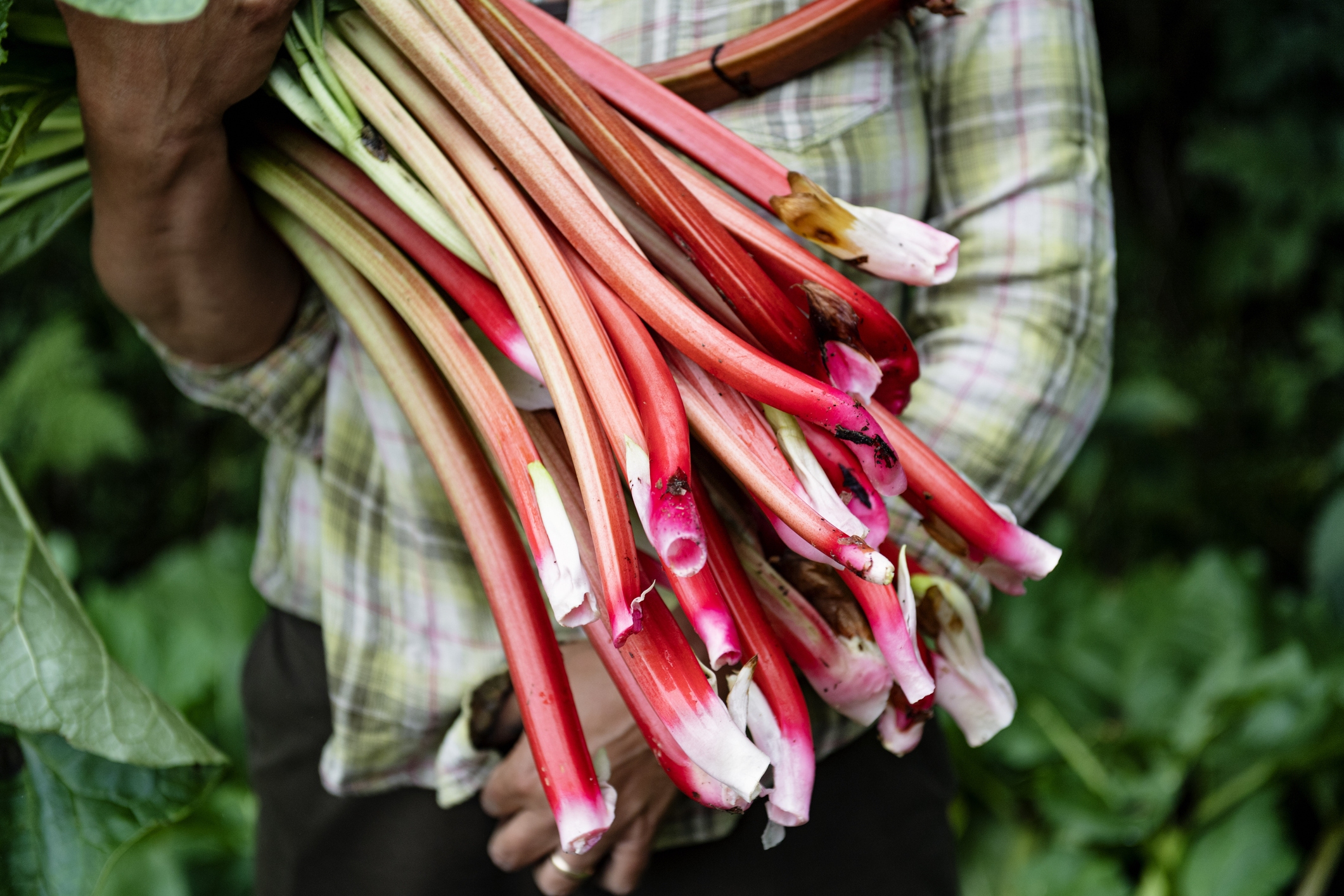 2022 foodstory RHUBARB