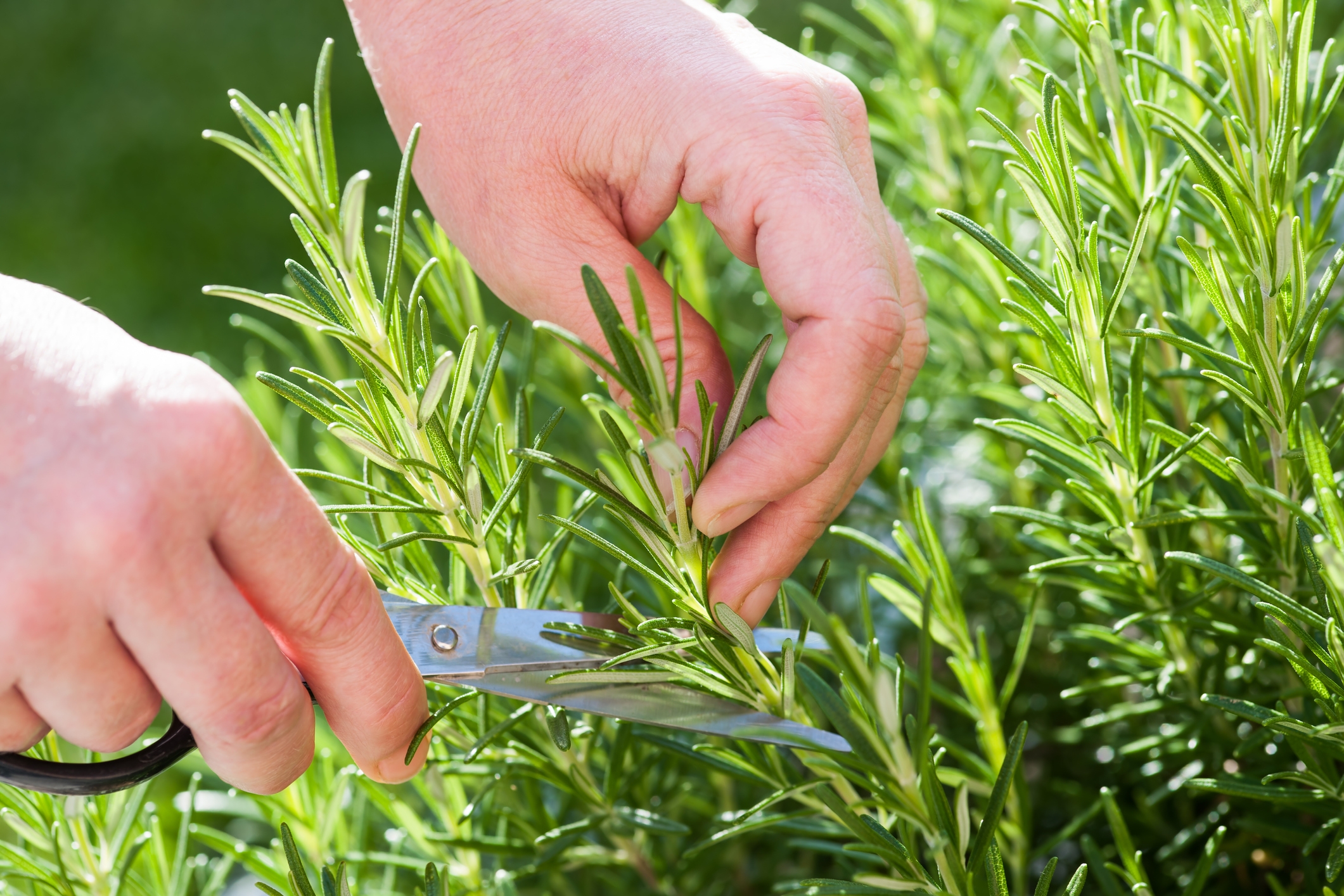 2022 foodstory ROSEMARY