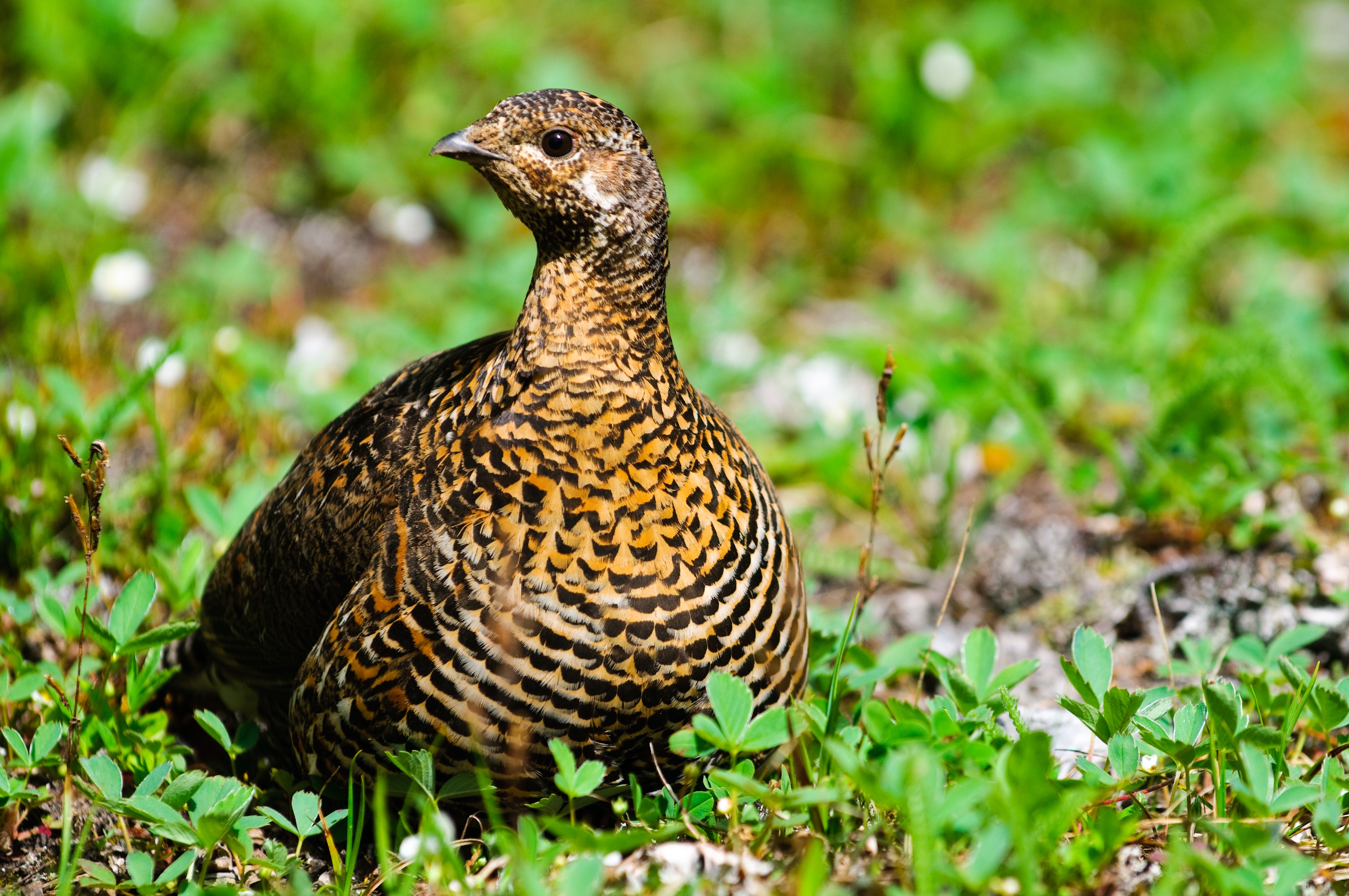 2022 foodstory SPRUCEGROUSE