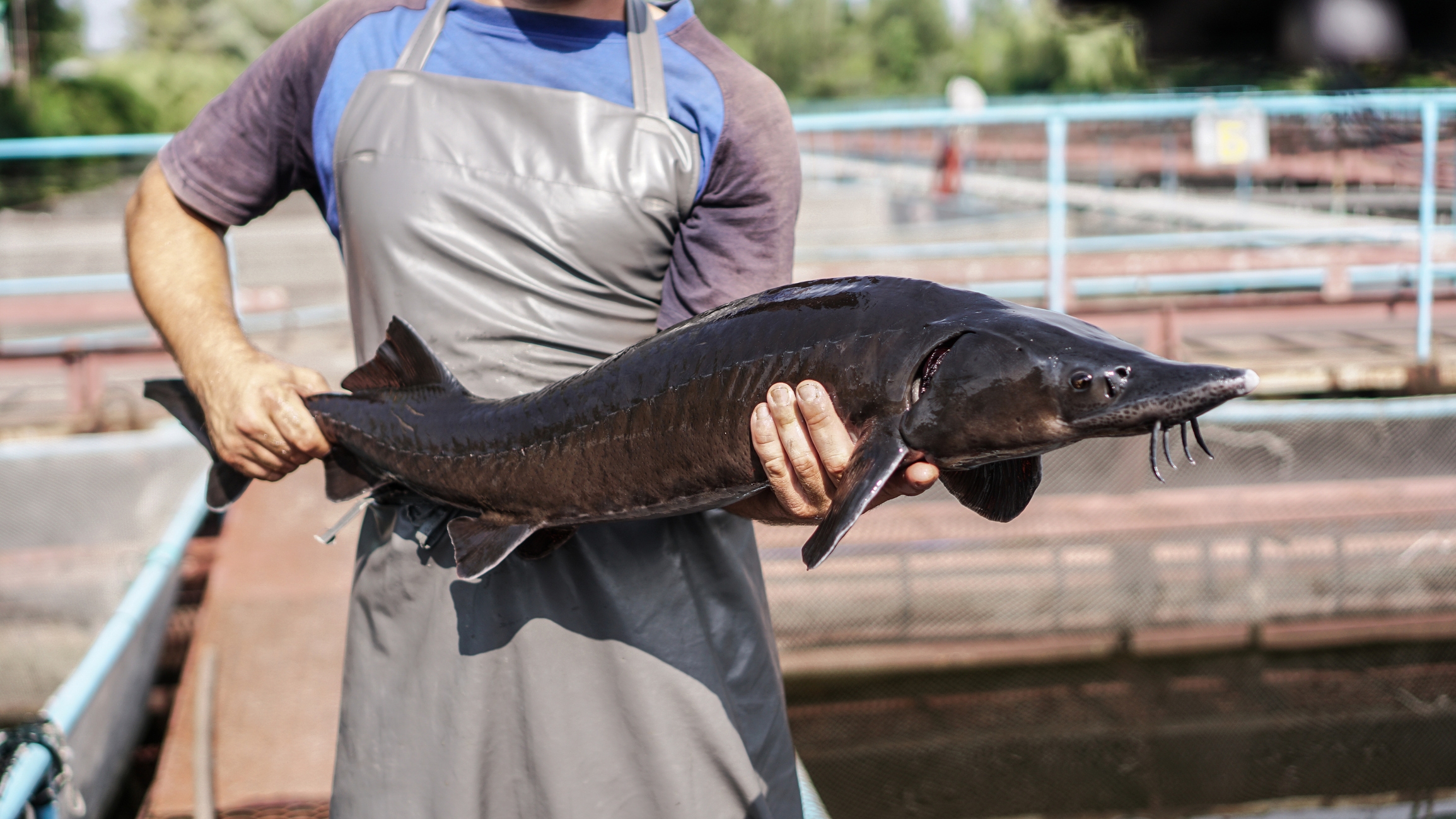 2022 foodstory STURGEON