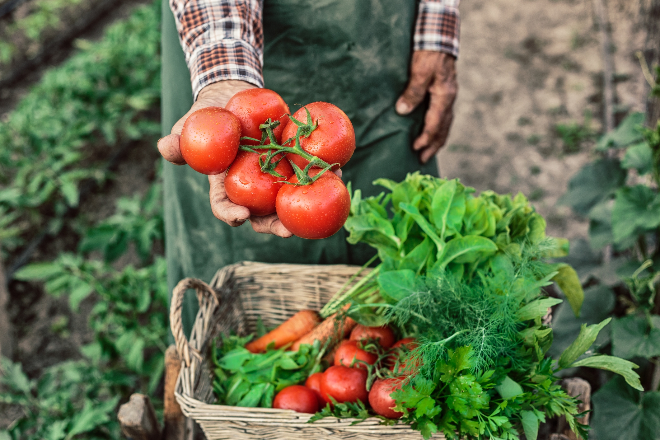 2022 foodstory TOMATOES