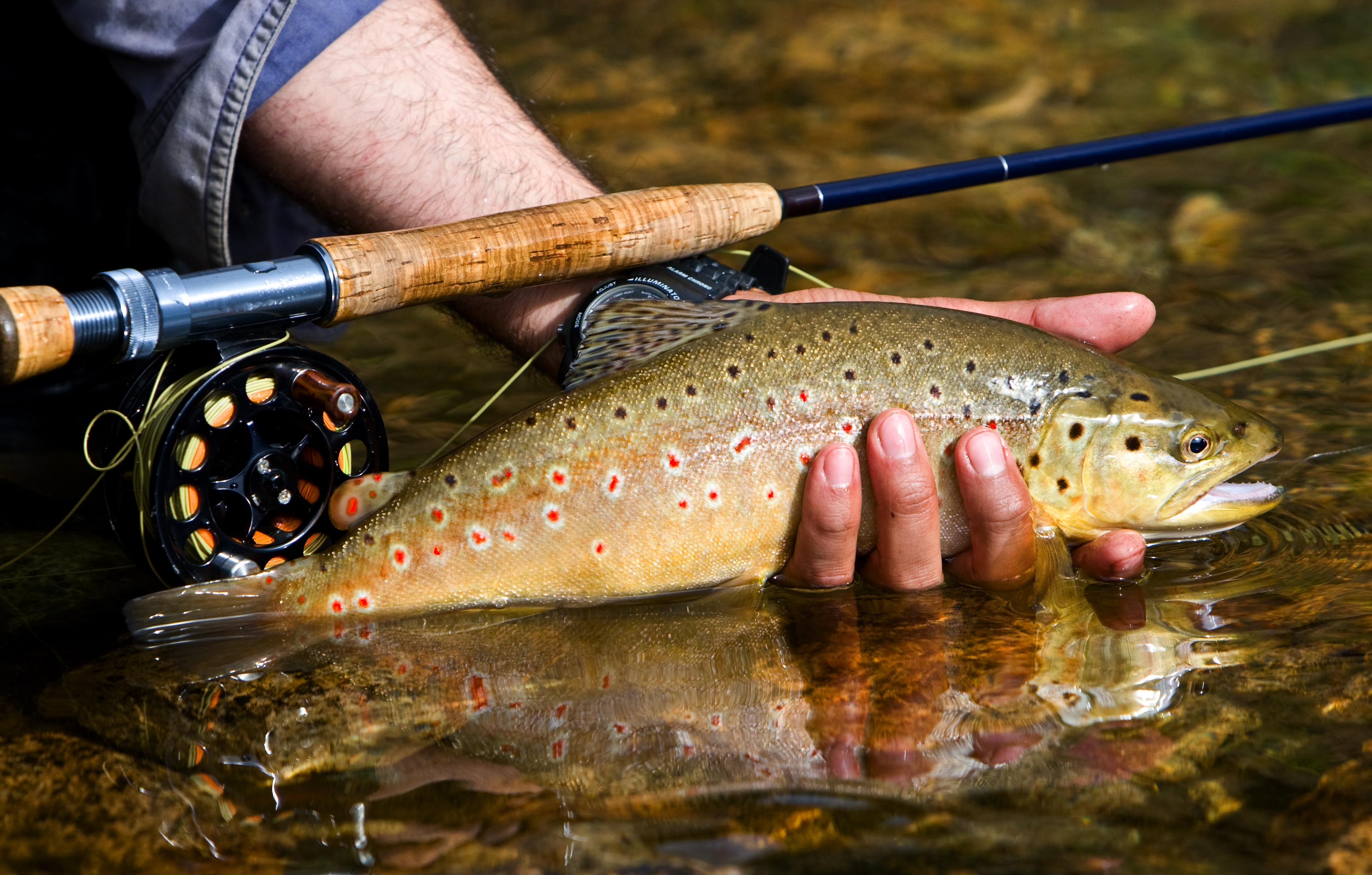 2022 foodstory TROUT