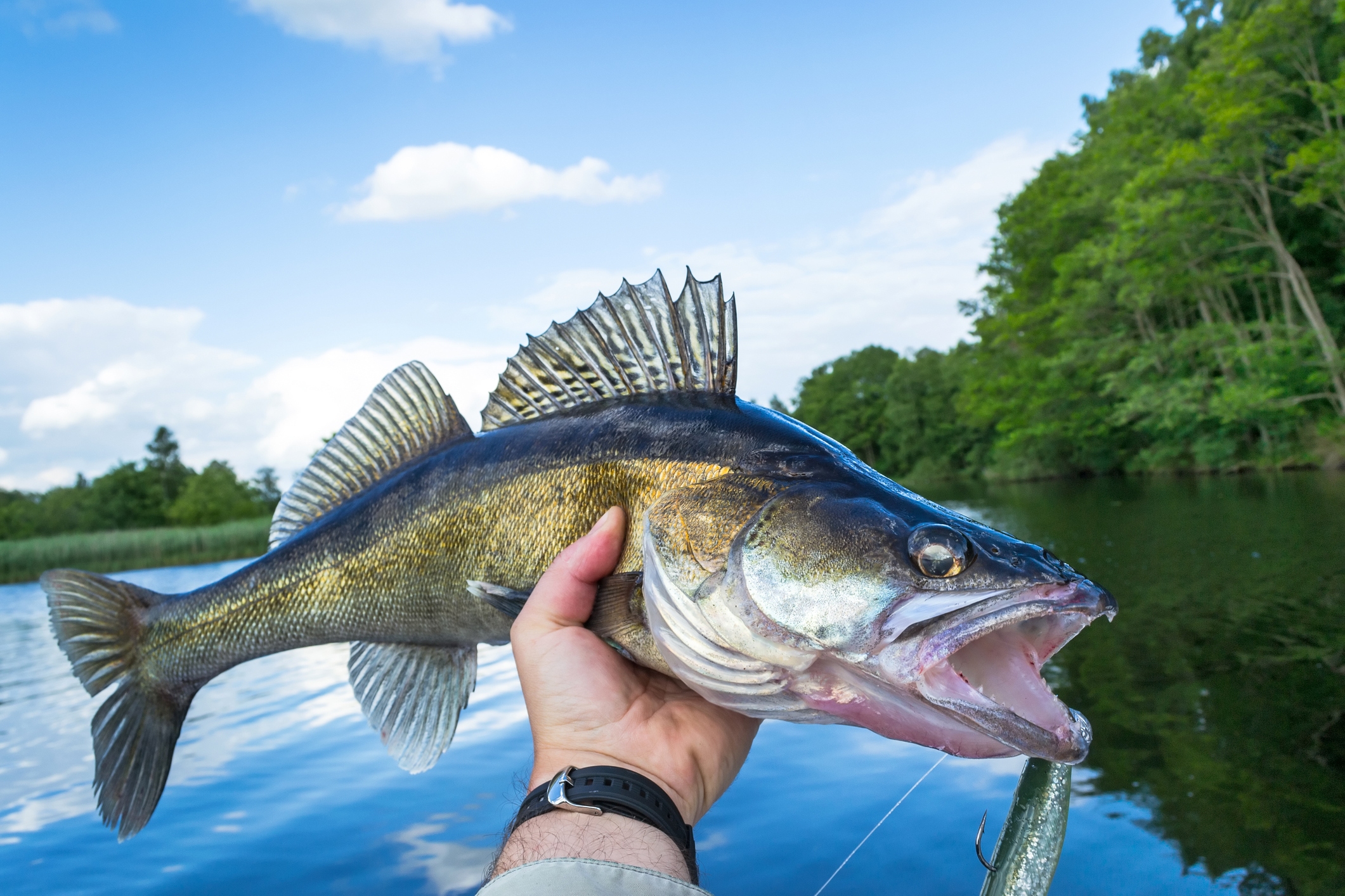 2022 foodstory WALLEYE