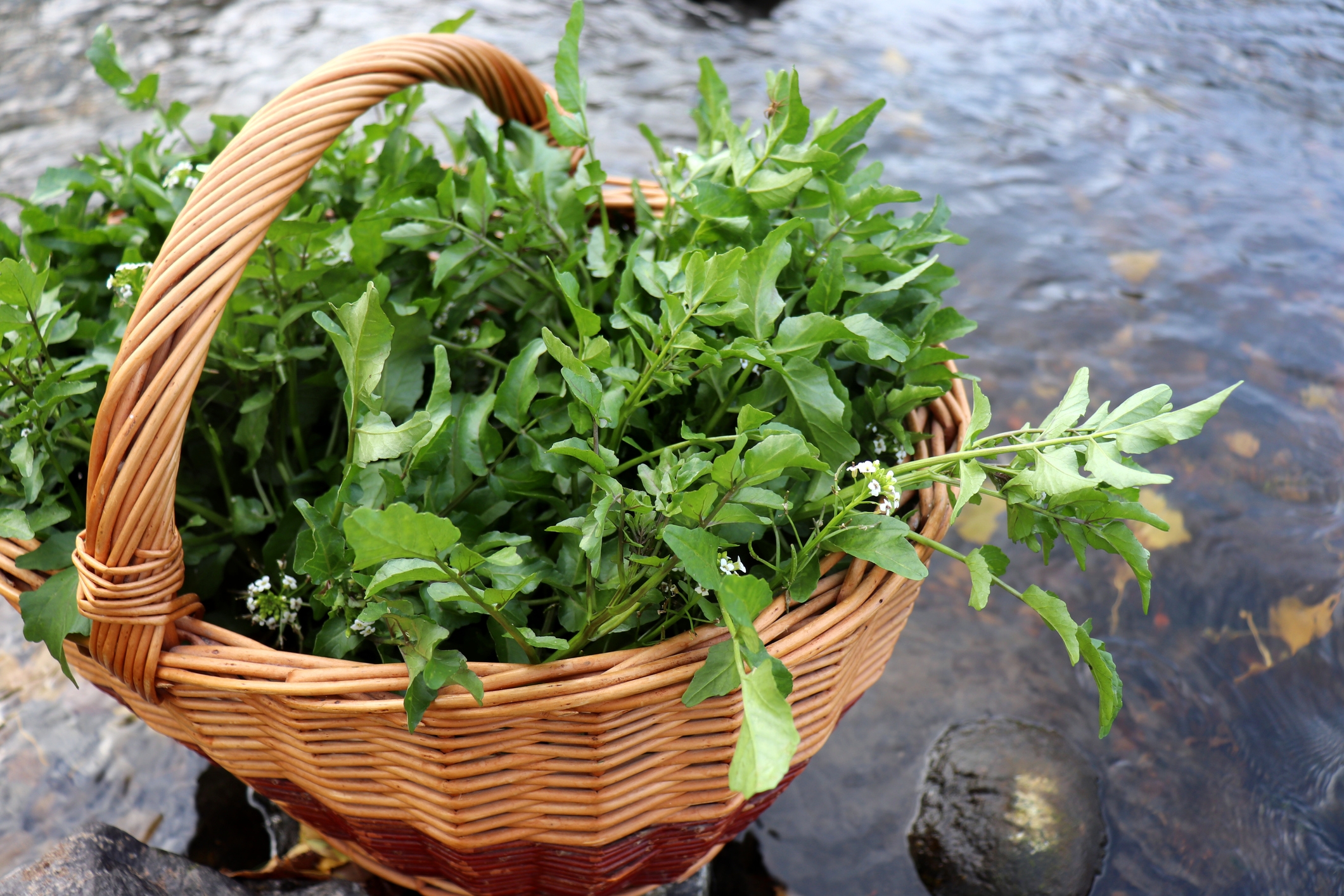 2022 foodstory WATERCRESS