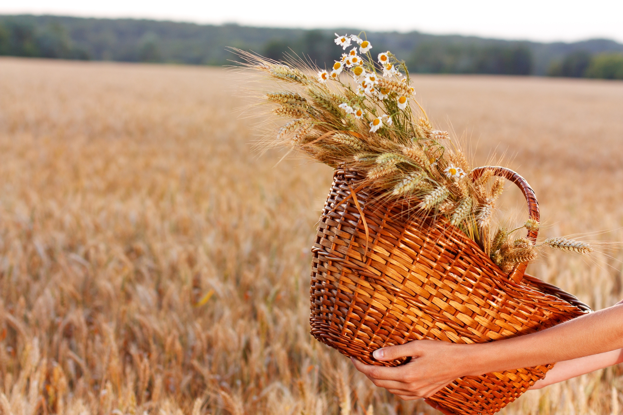 2022 foodstory WHEAT