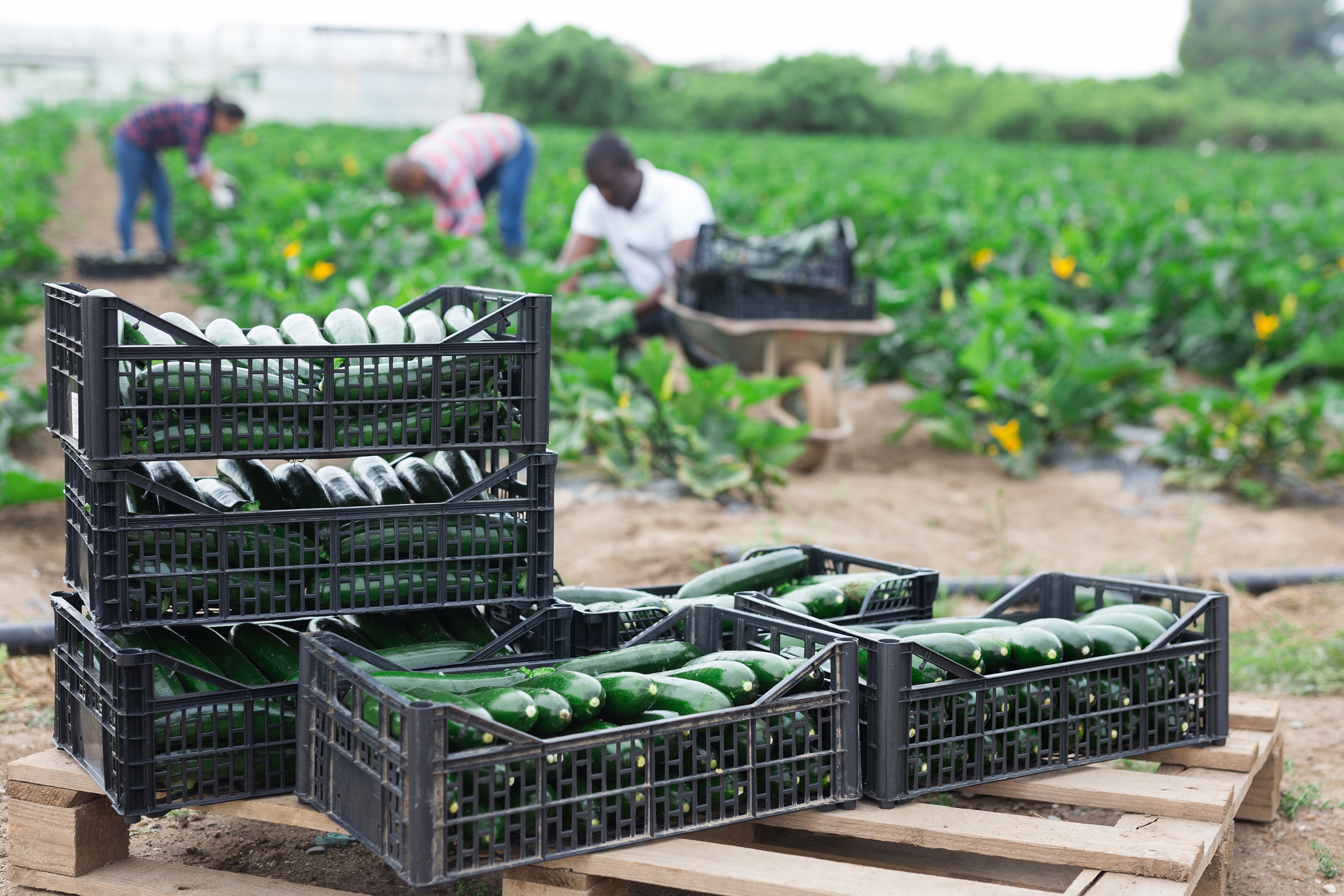 2022 foodstory ZUCCHINI