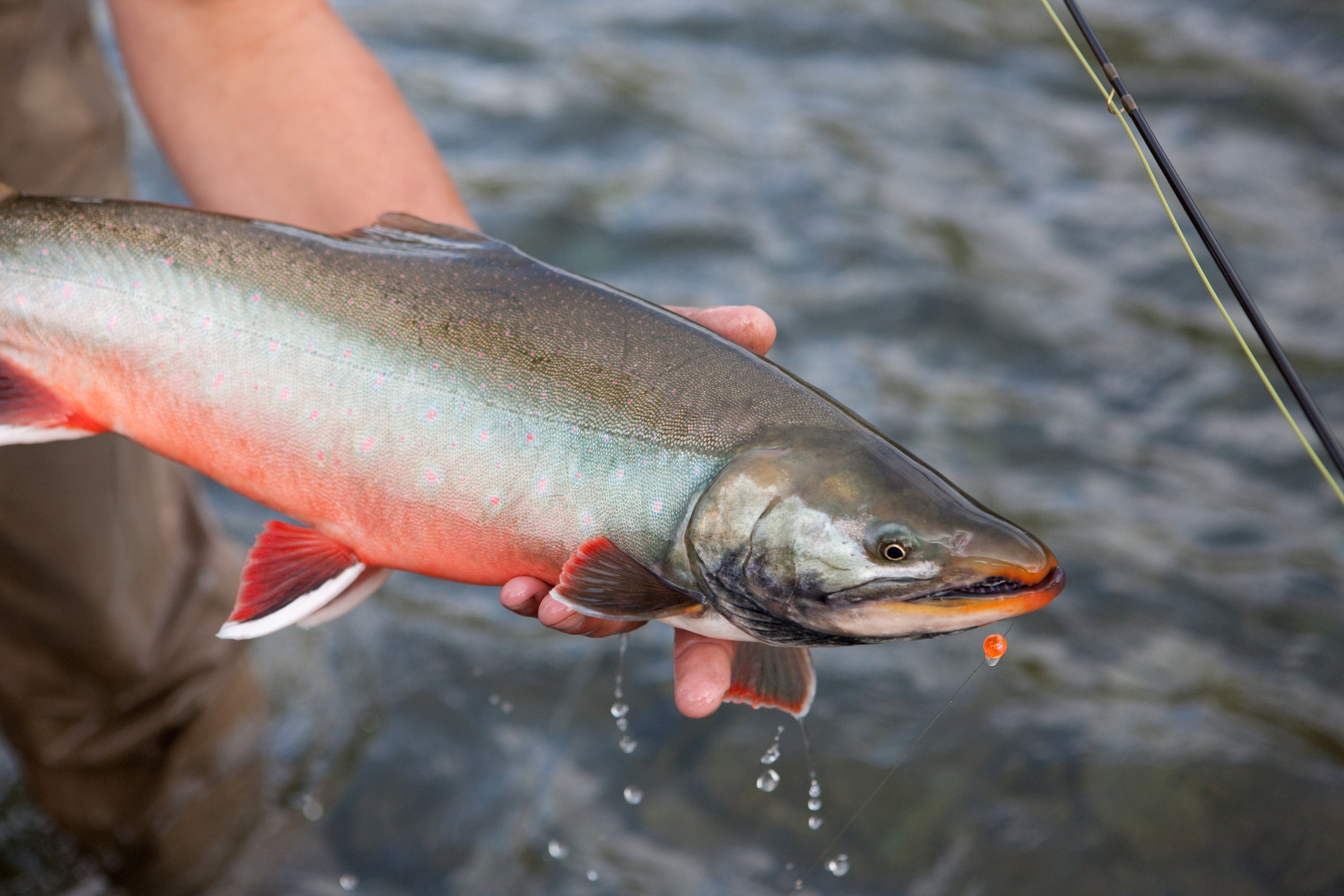 2022 foodstory arctic char