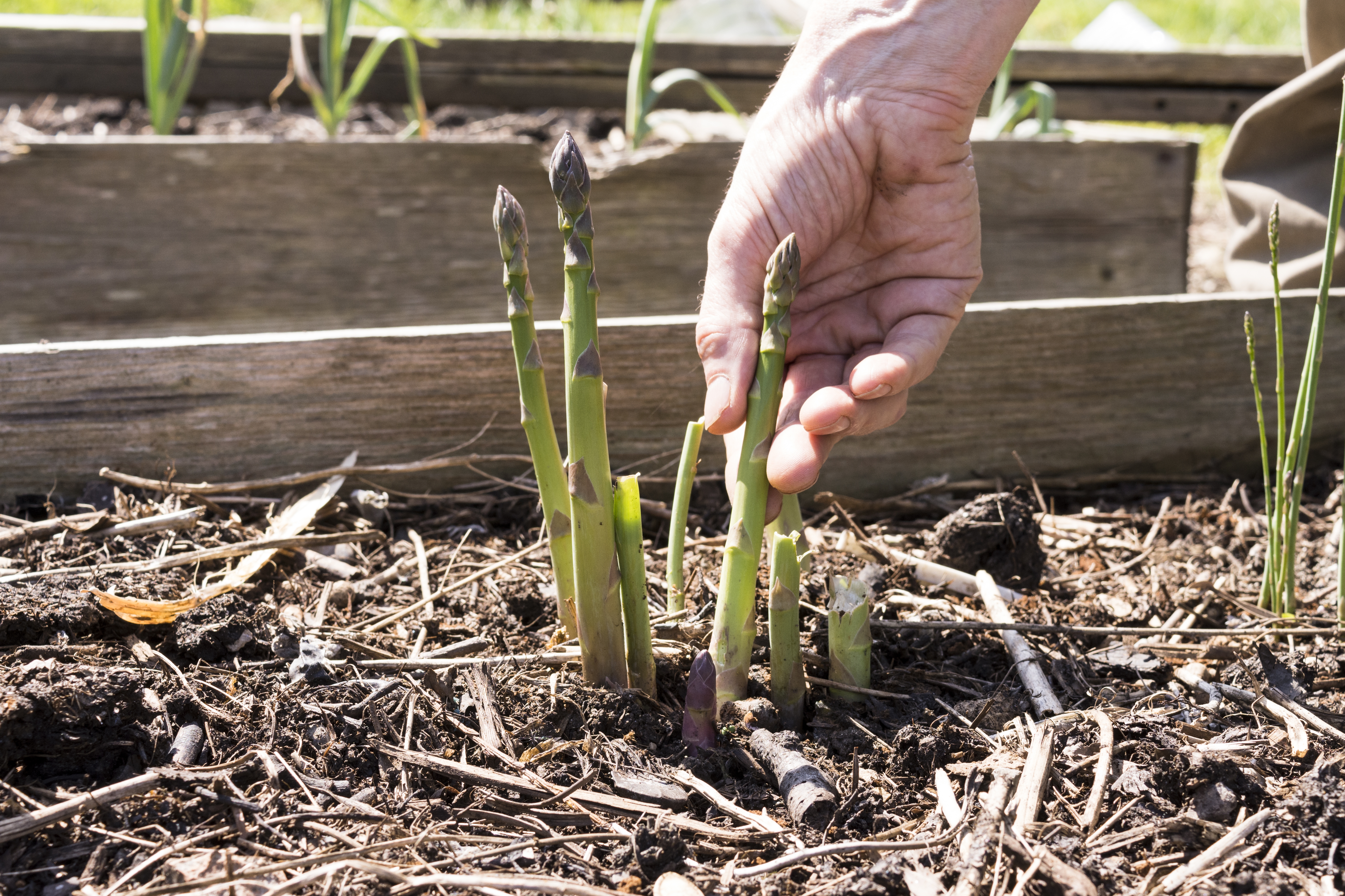 2022 foodstory asparagus