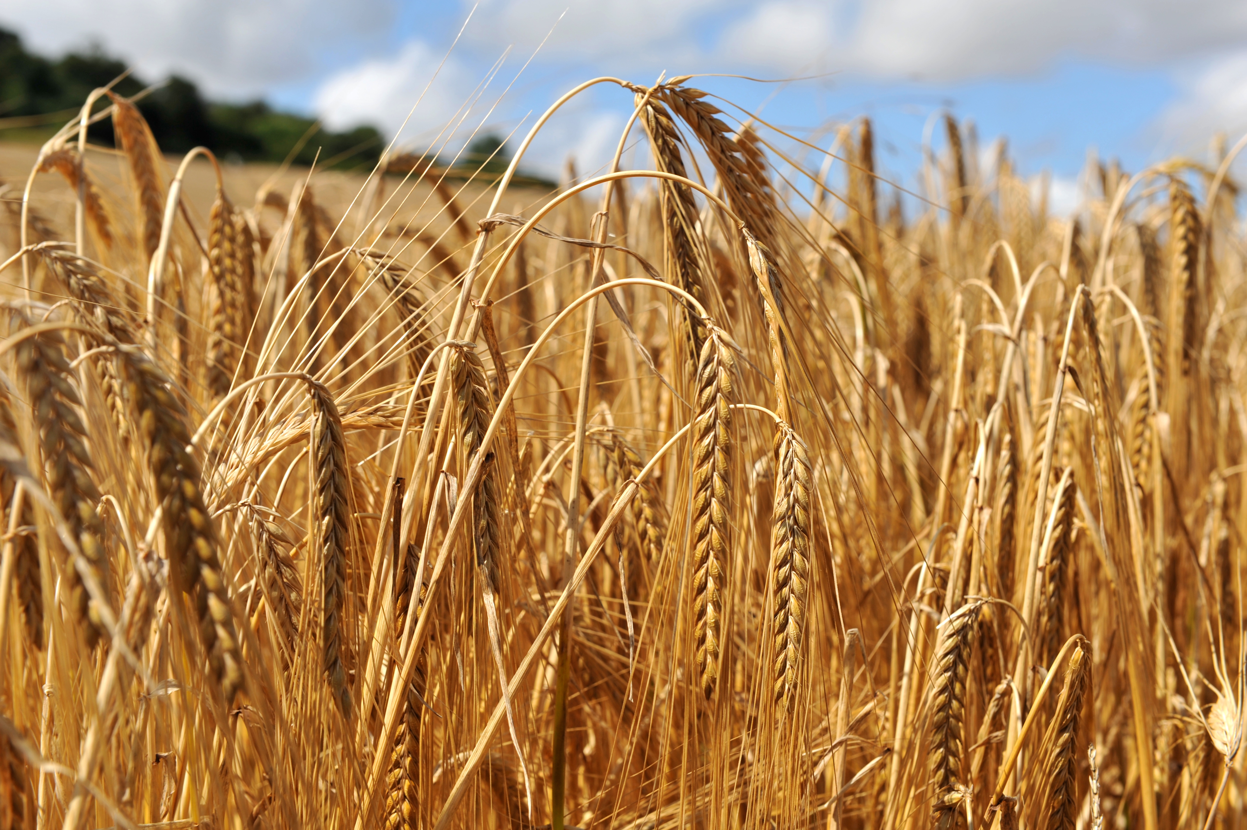 2022 foodstory barley