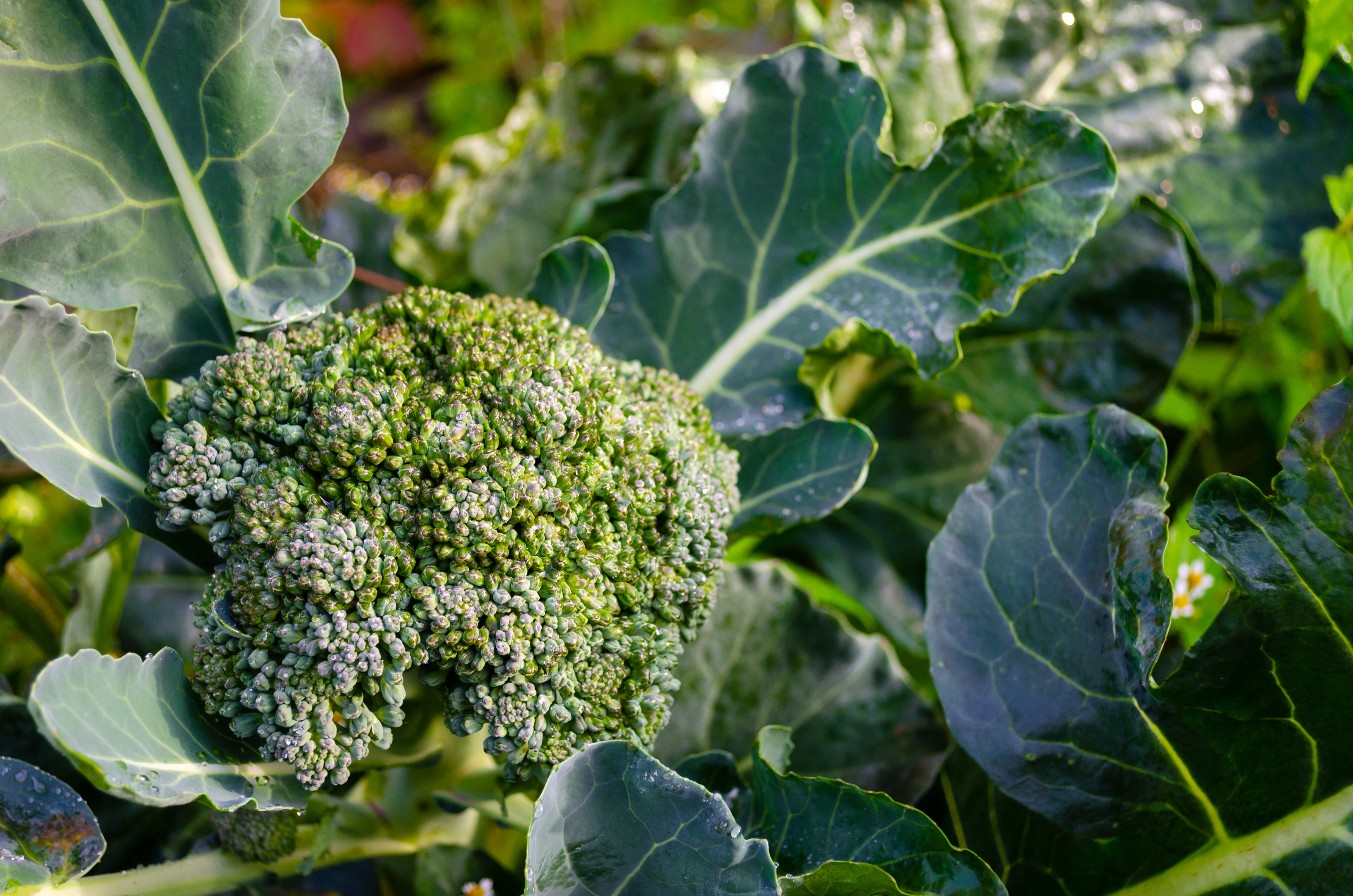 2022 foodstory broccoli