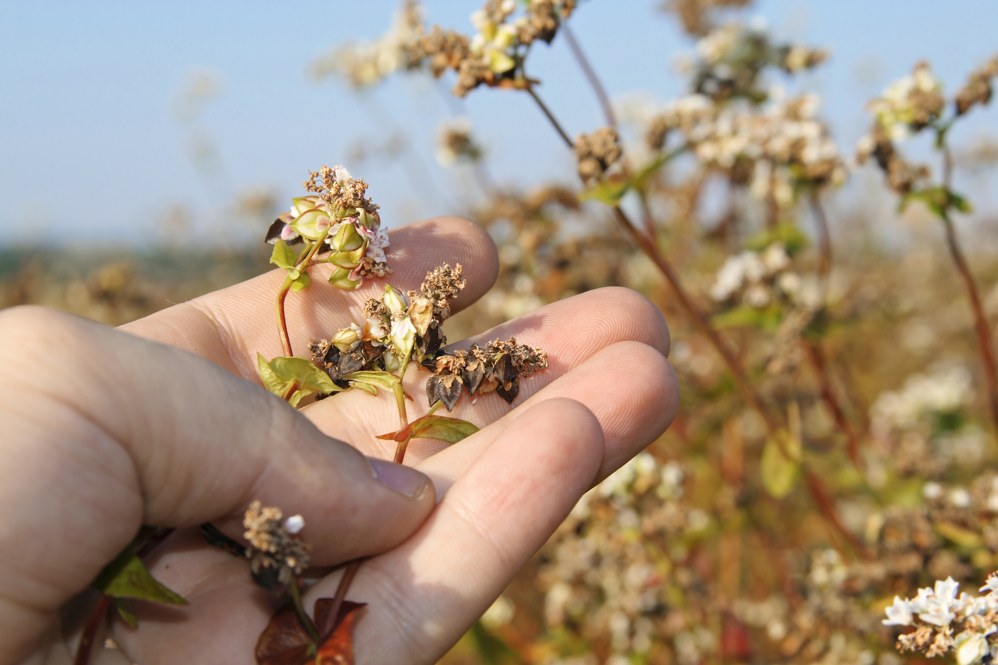 2022 foodstory buckwheat