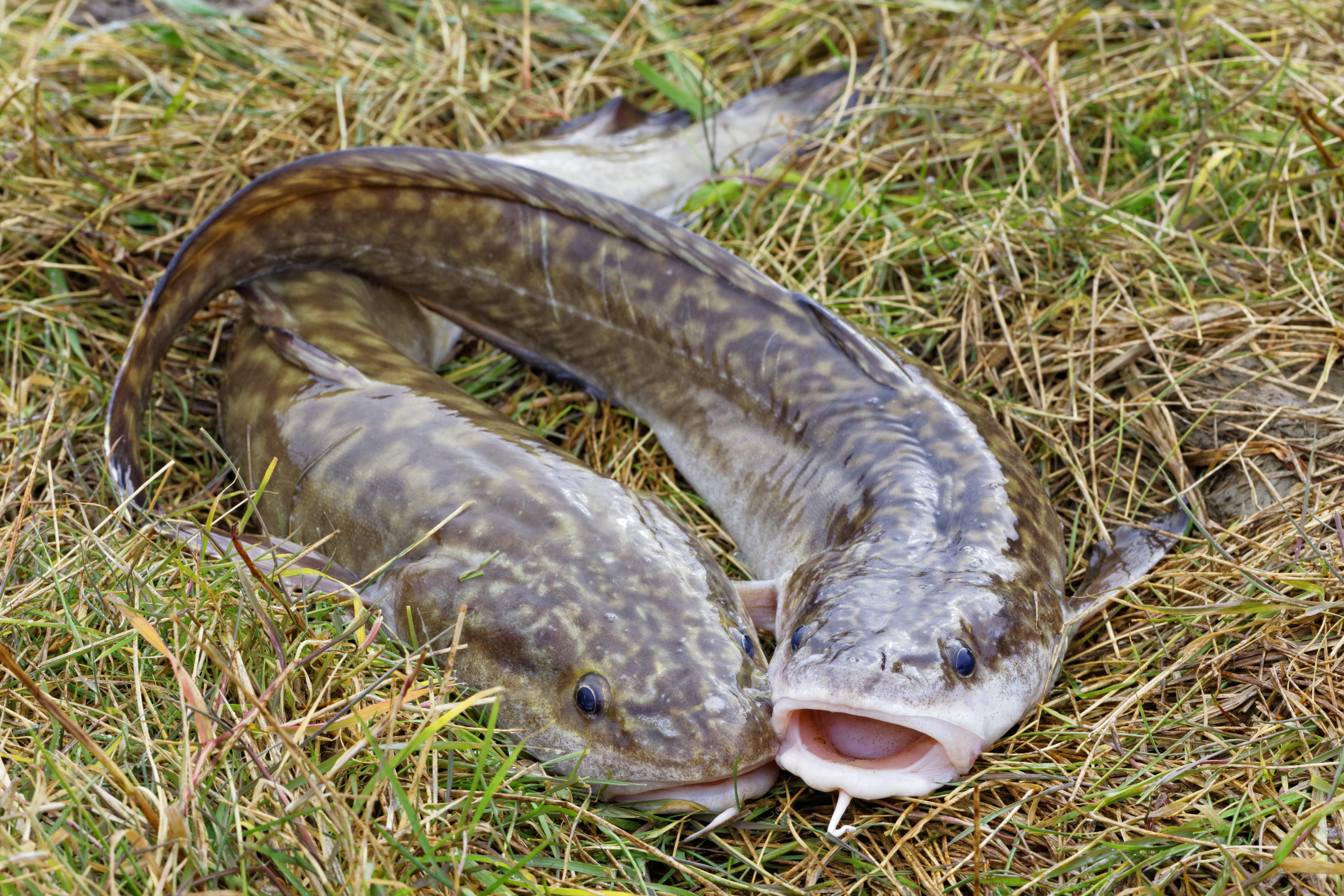 2022 foodstory burbot