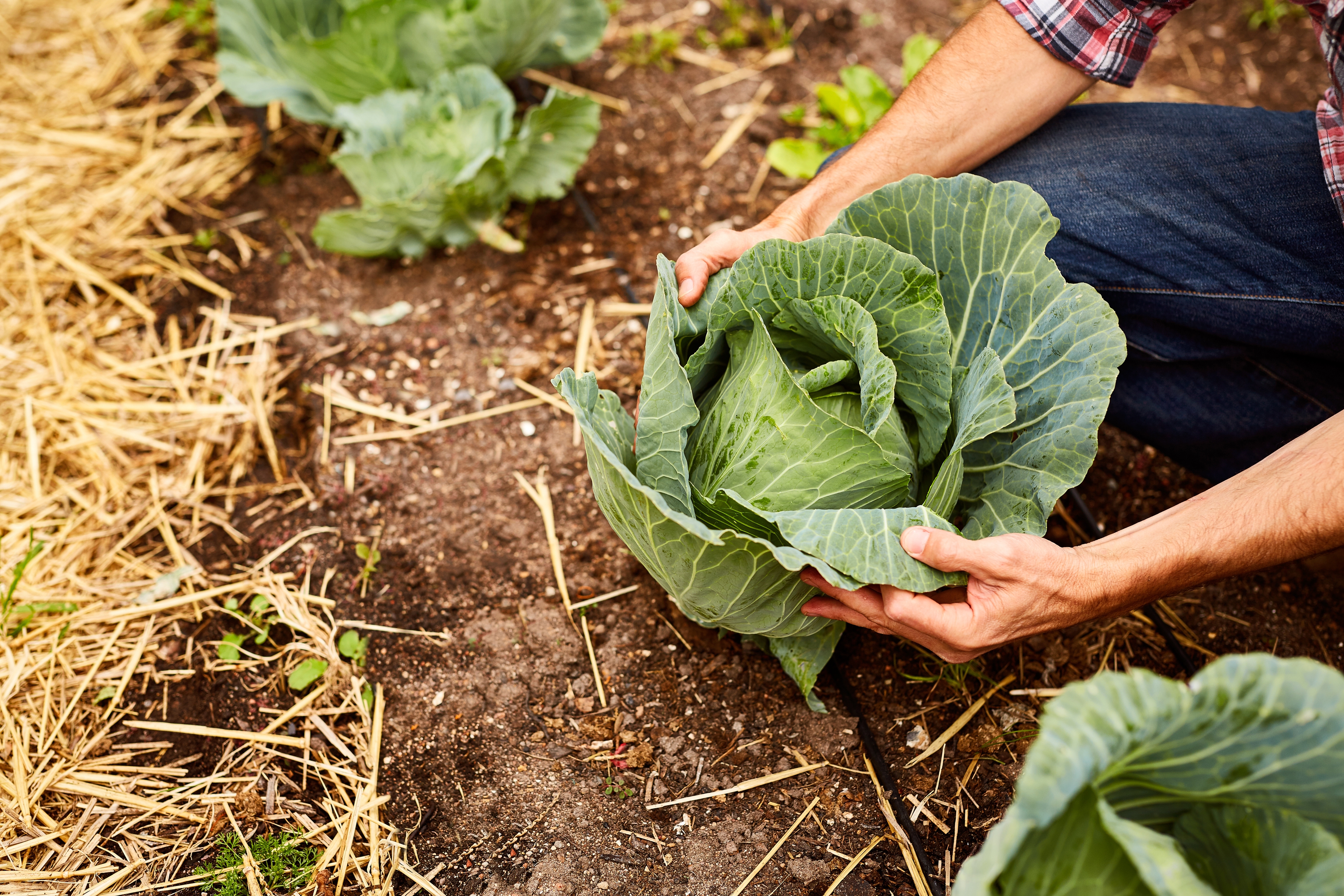 2022 foodstory cabbage