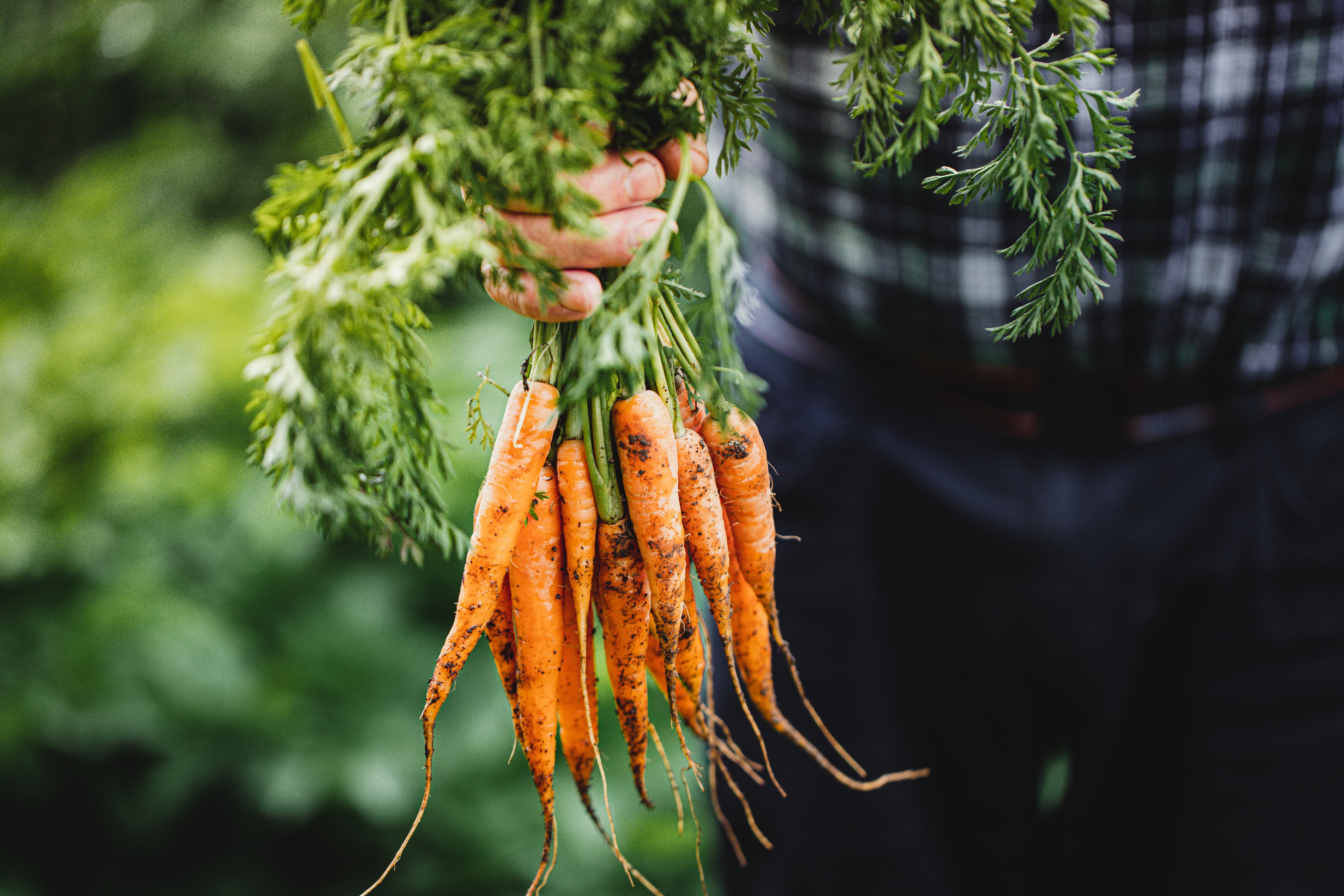 2022 foodstory carrots