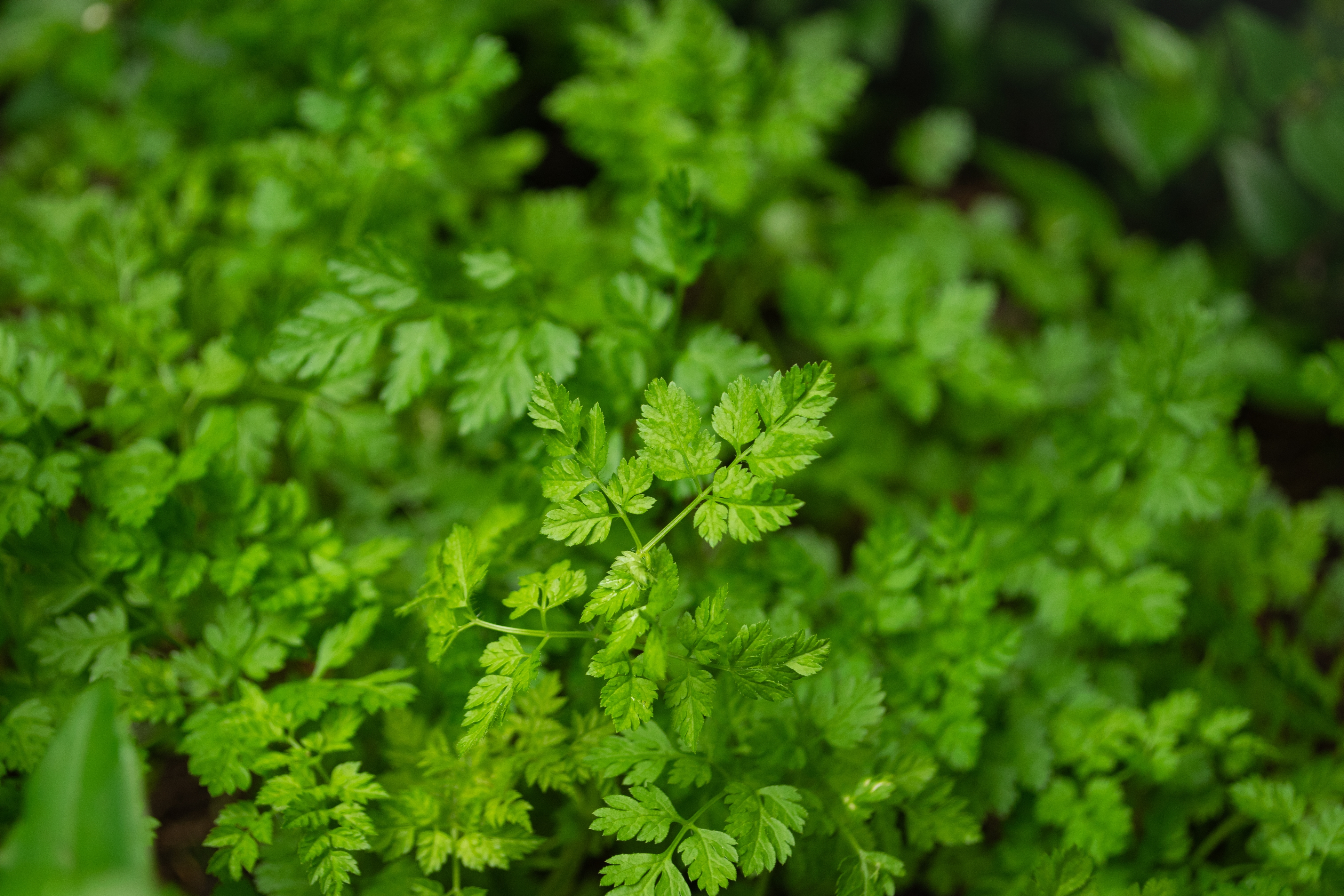 2022 foodstory chervil