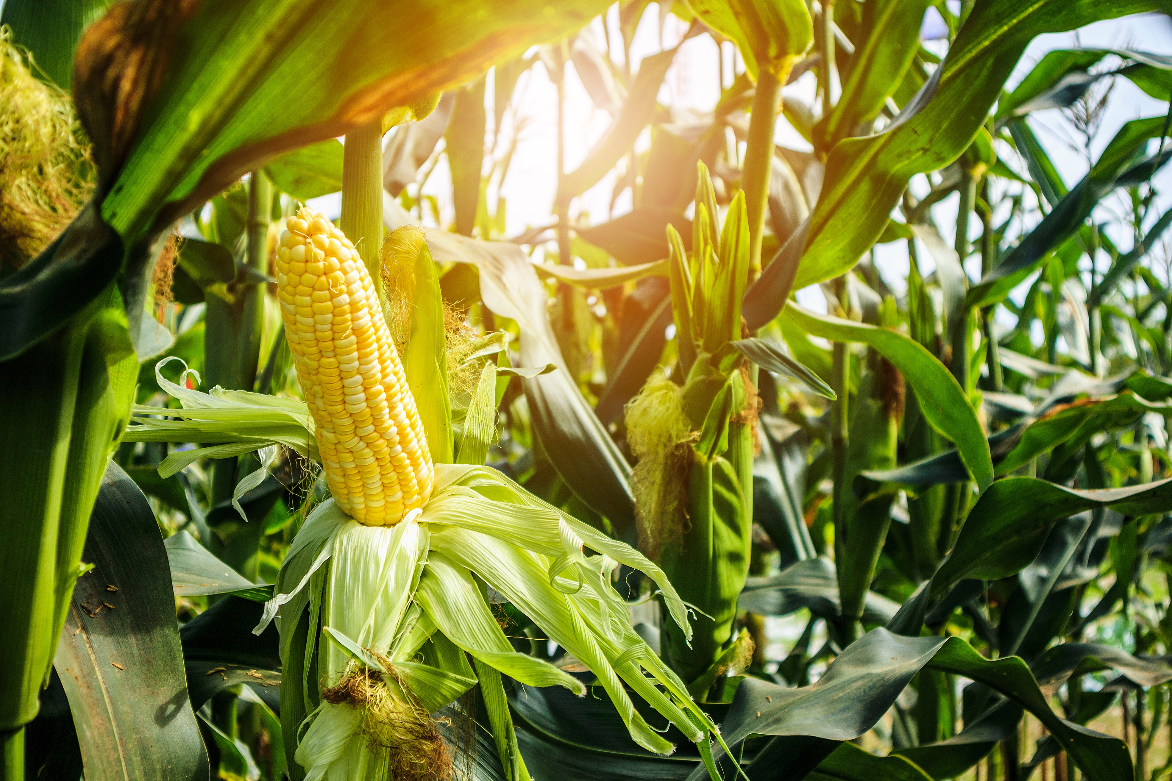 2022 foodstory corn