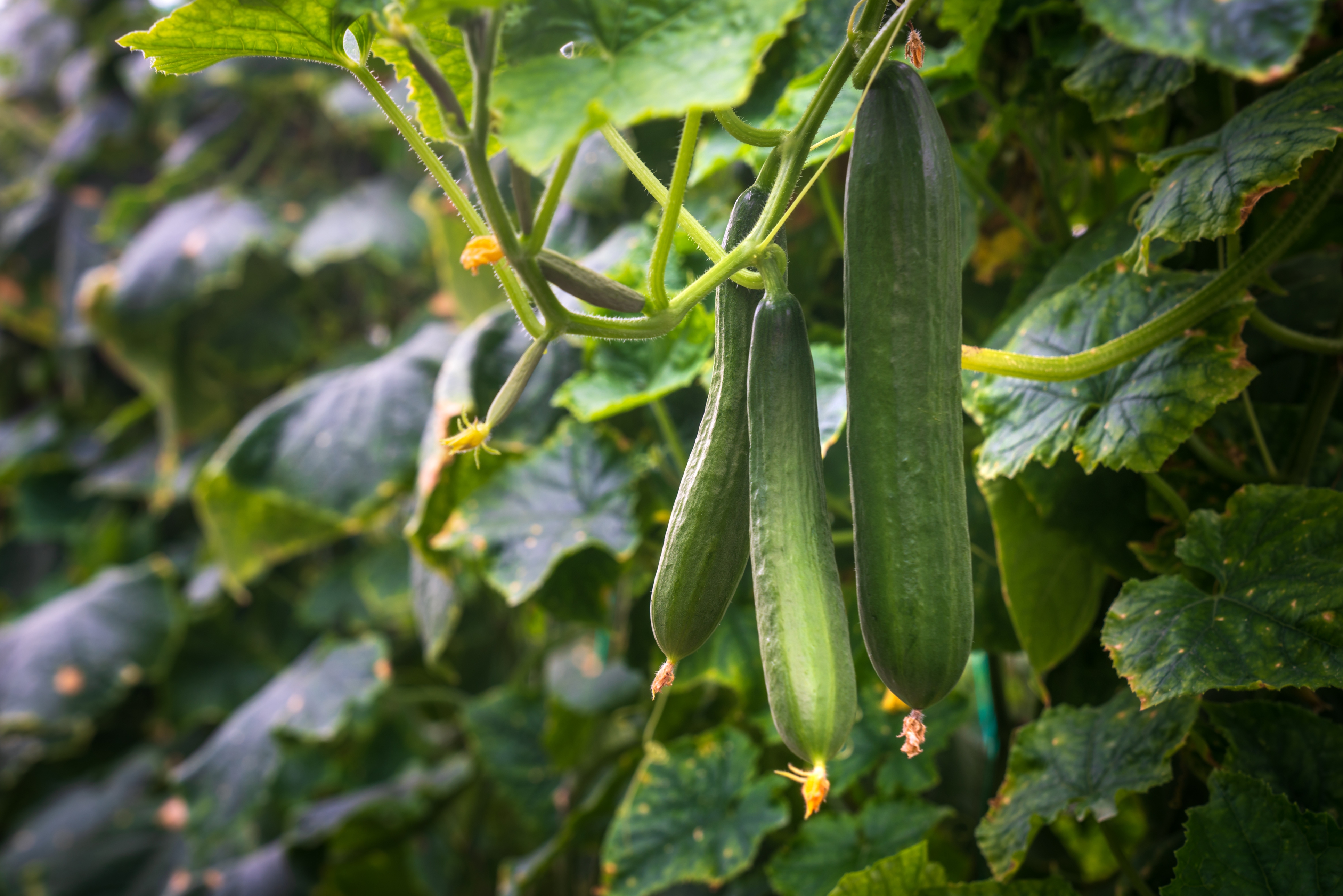 2022 foodstory cucumber