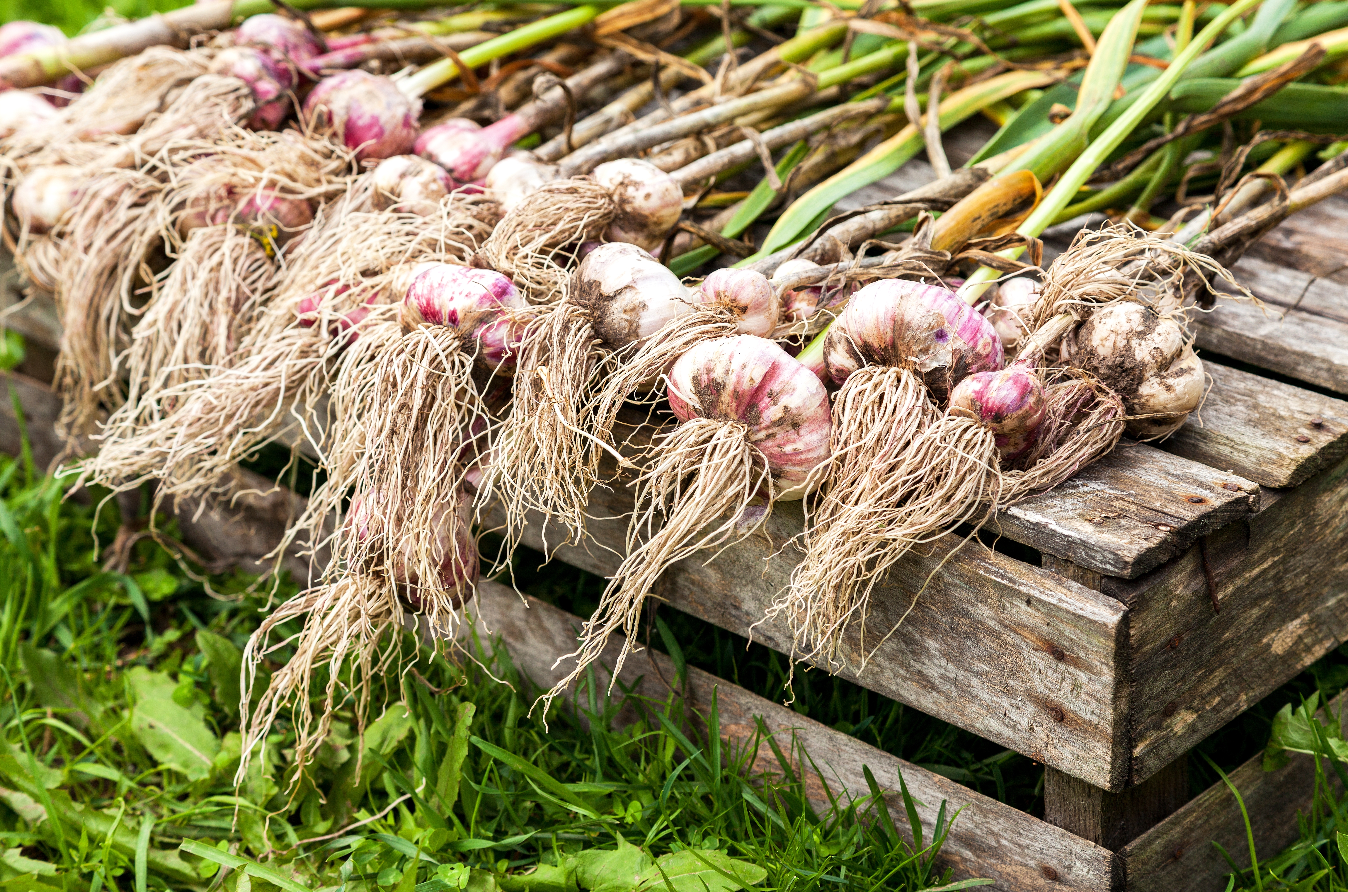 2022 foodstory garlic