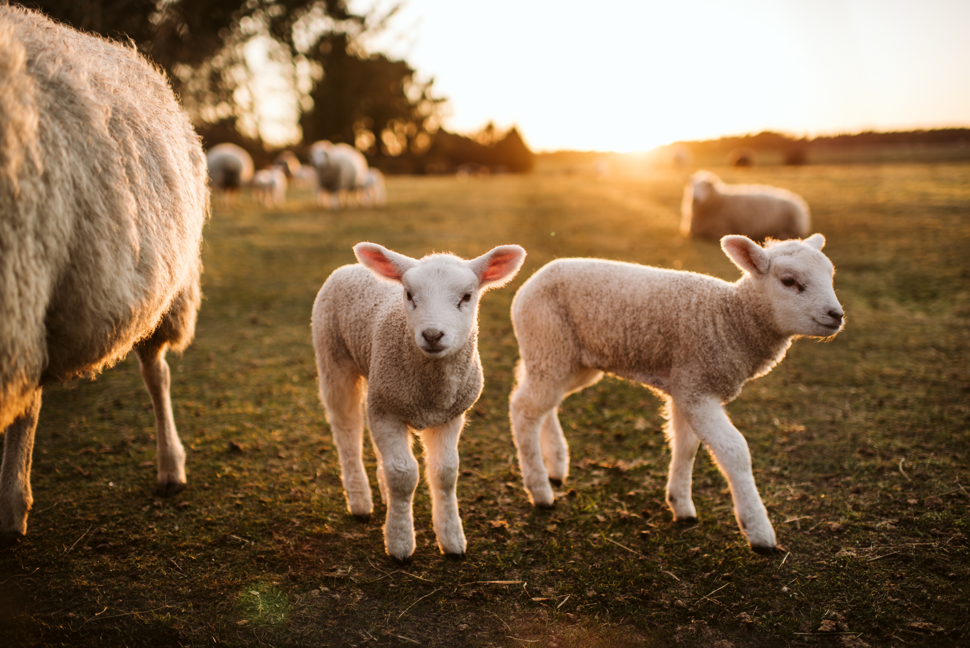 2022 foodstory lamb
