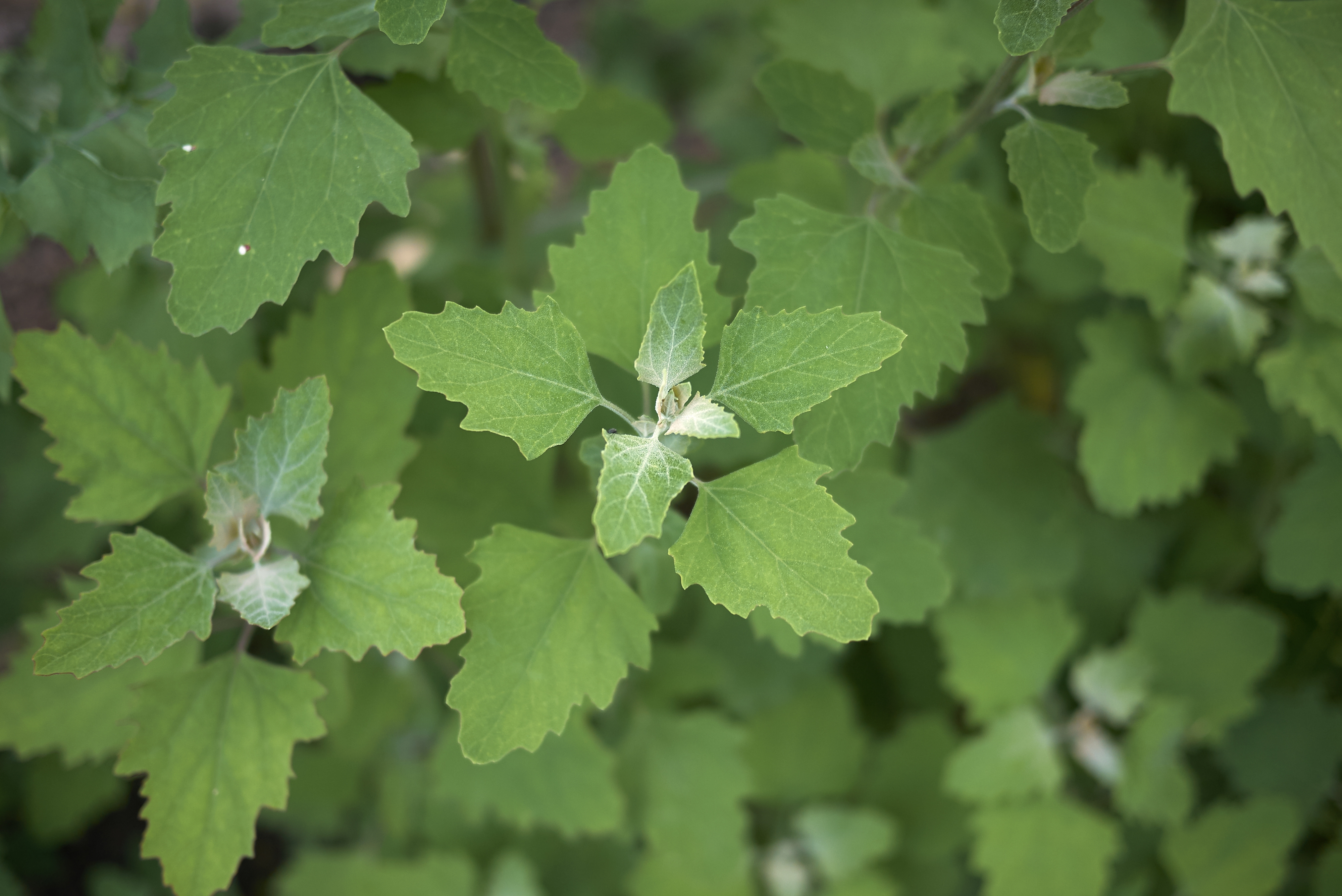 2022 foodstory lambs quarters goosefoot