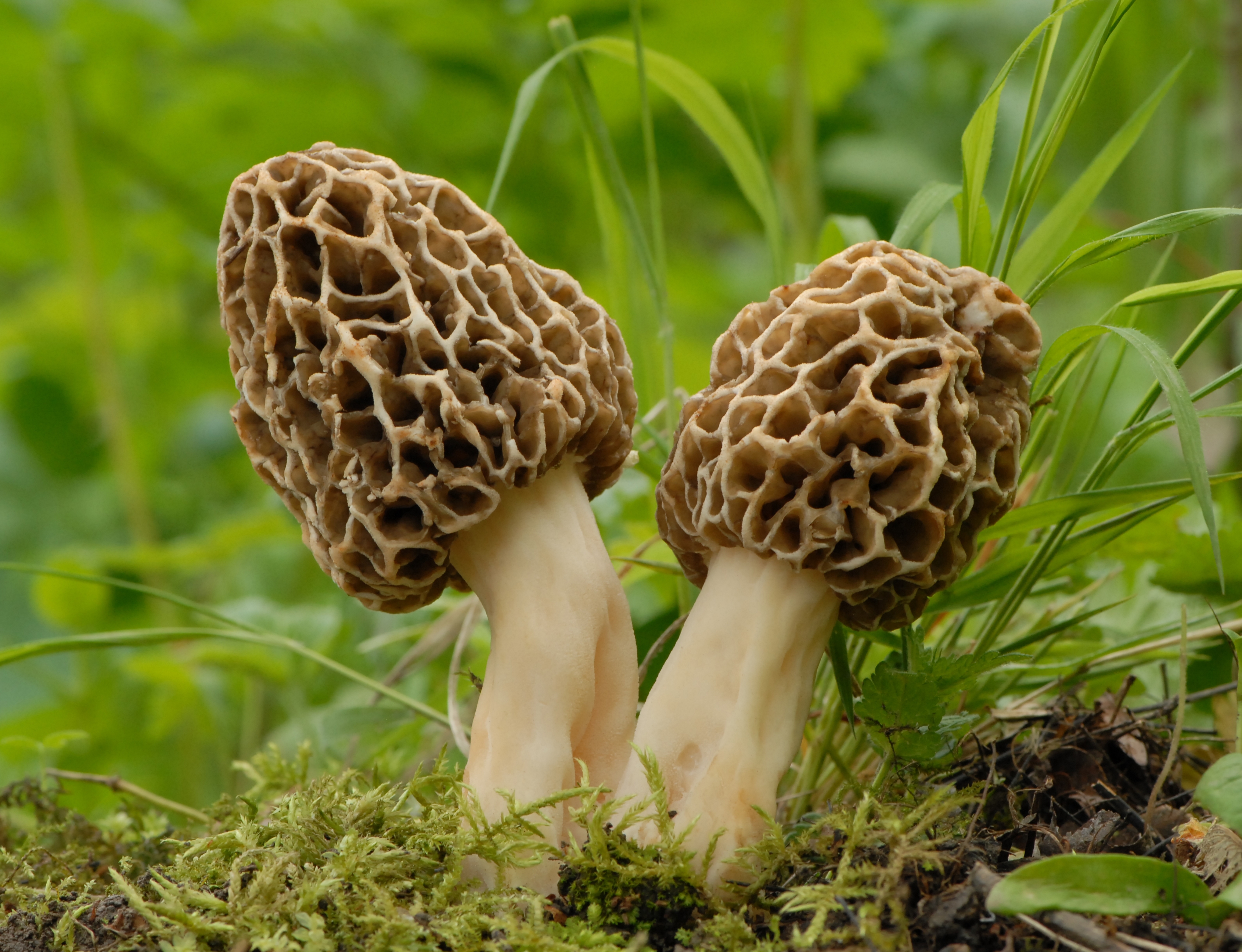 2022 foodstory morel mushroom