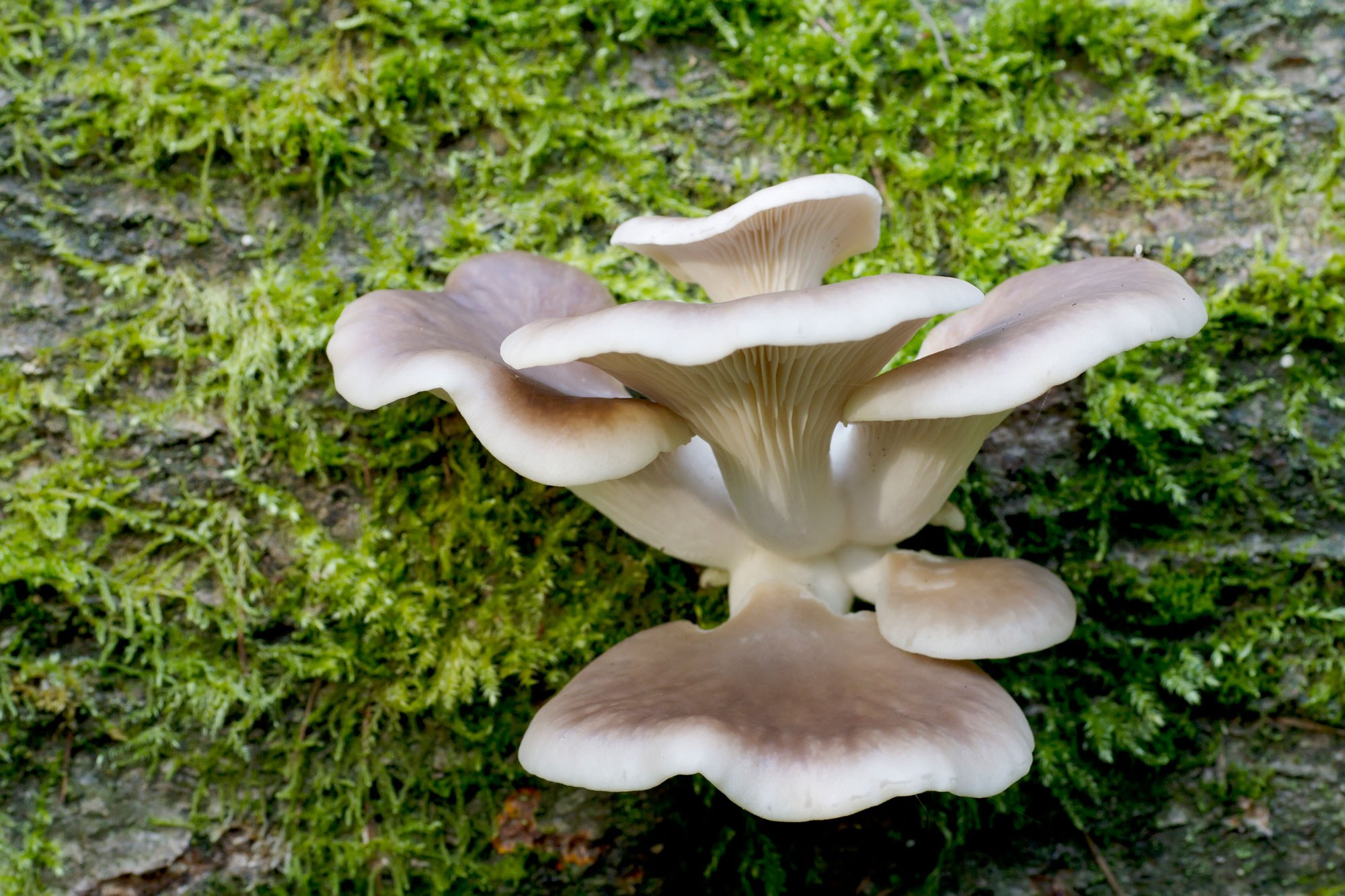 2022 foodstory oyster mushroom
