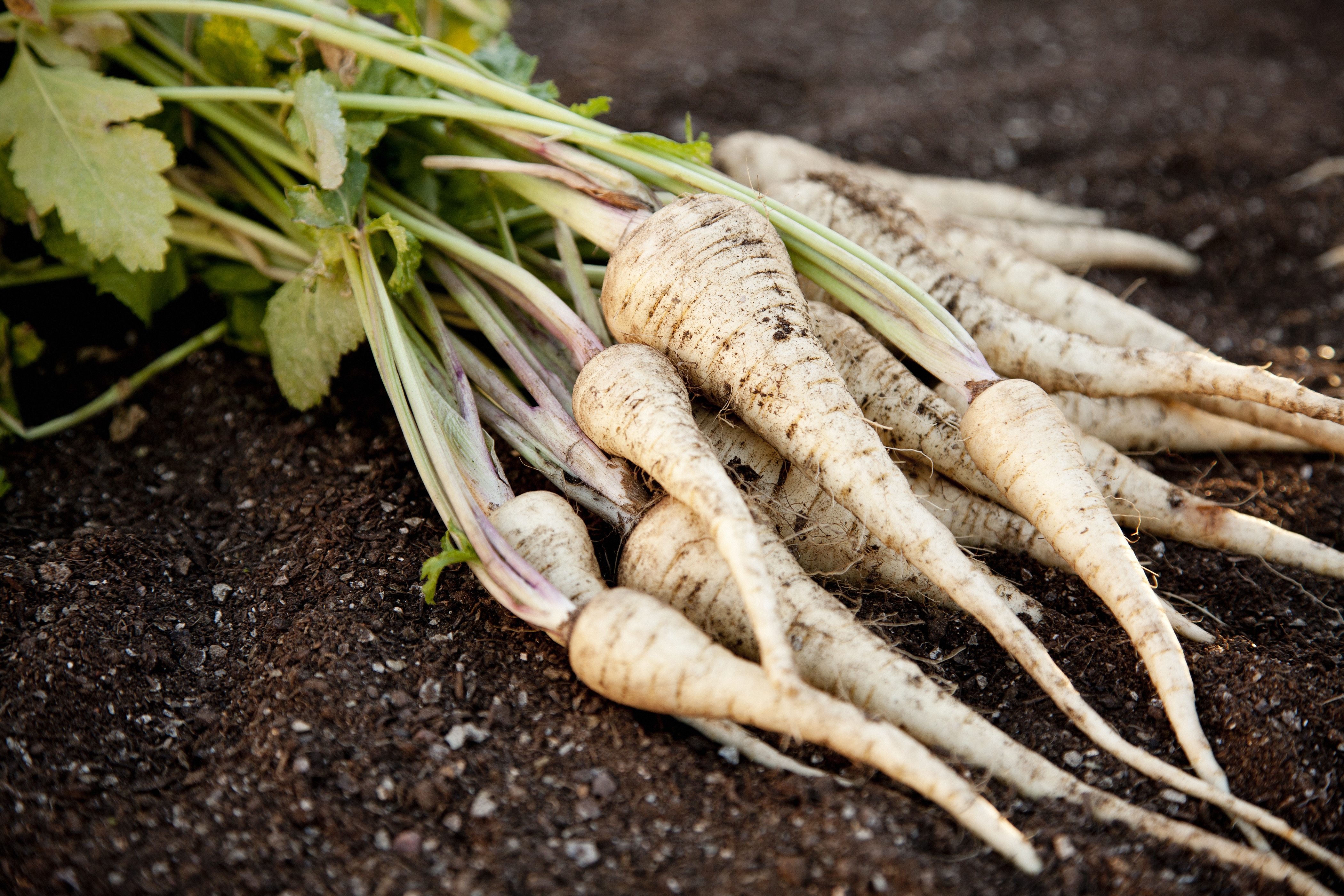 2022 foodstory parsnip