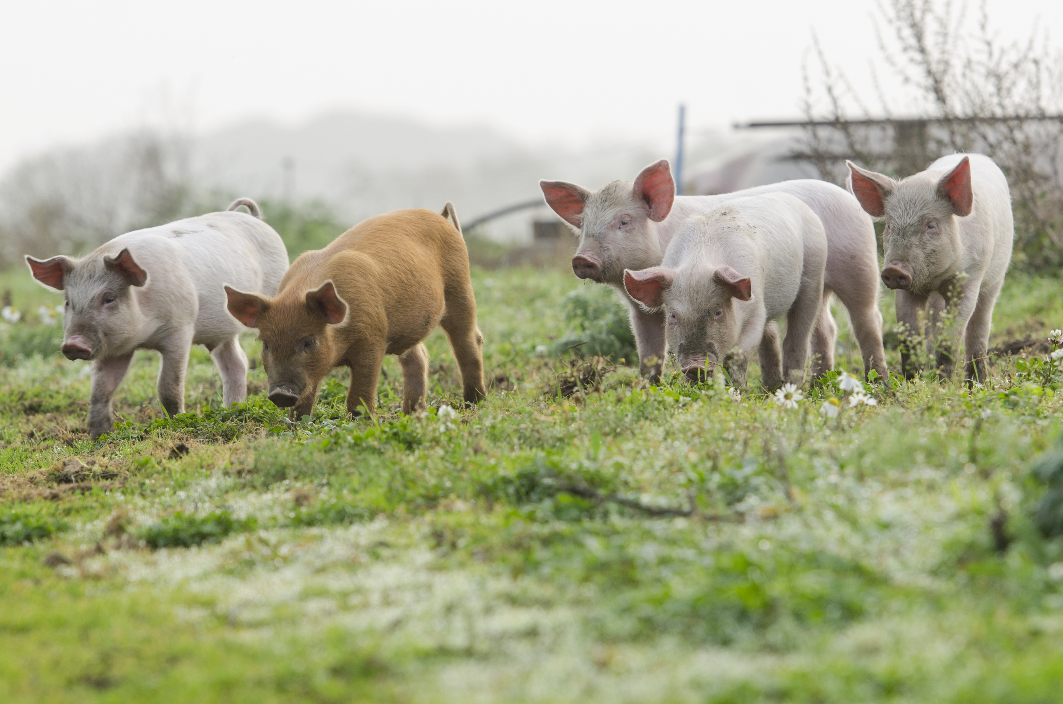 2022 foodstory pork