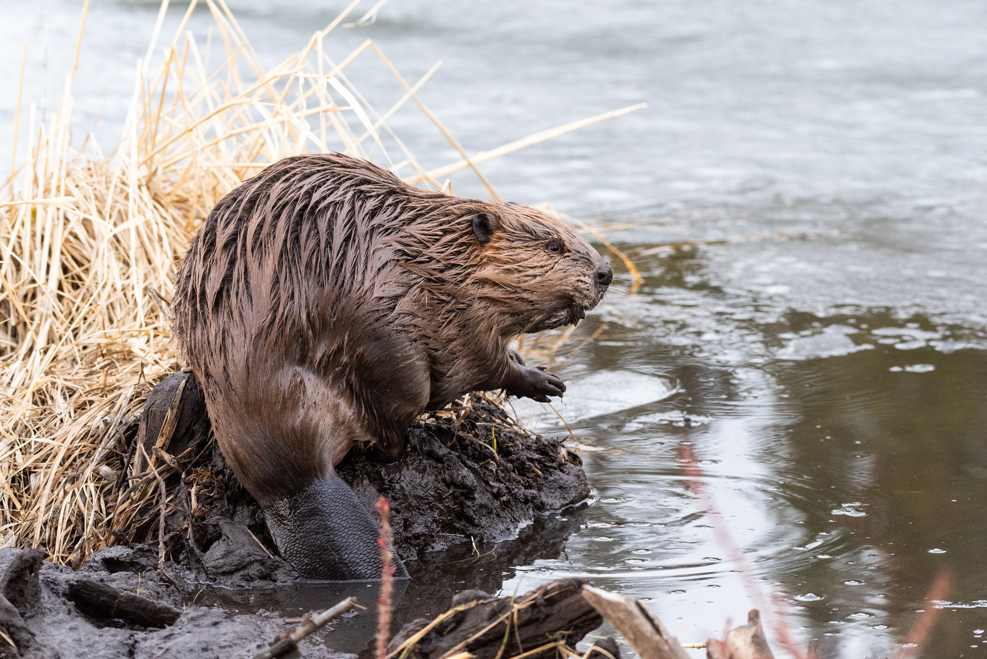 2023 food story beaver