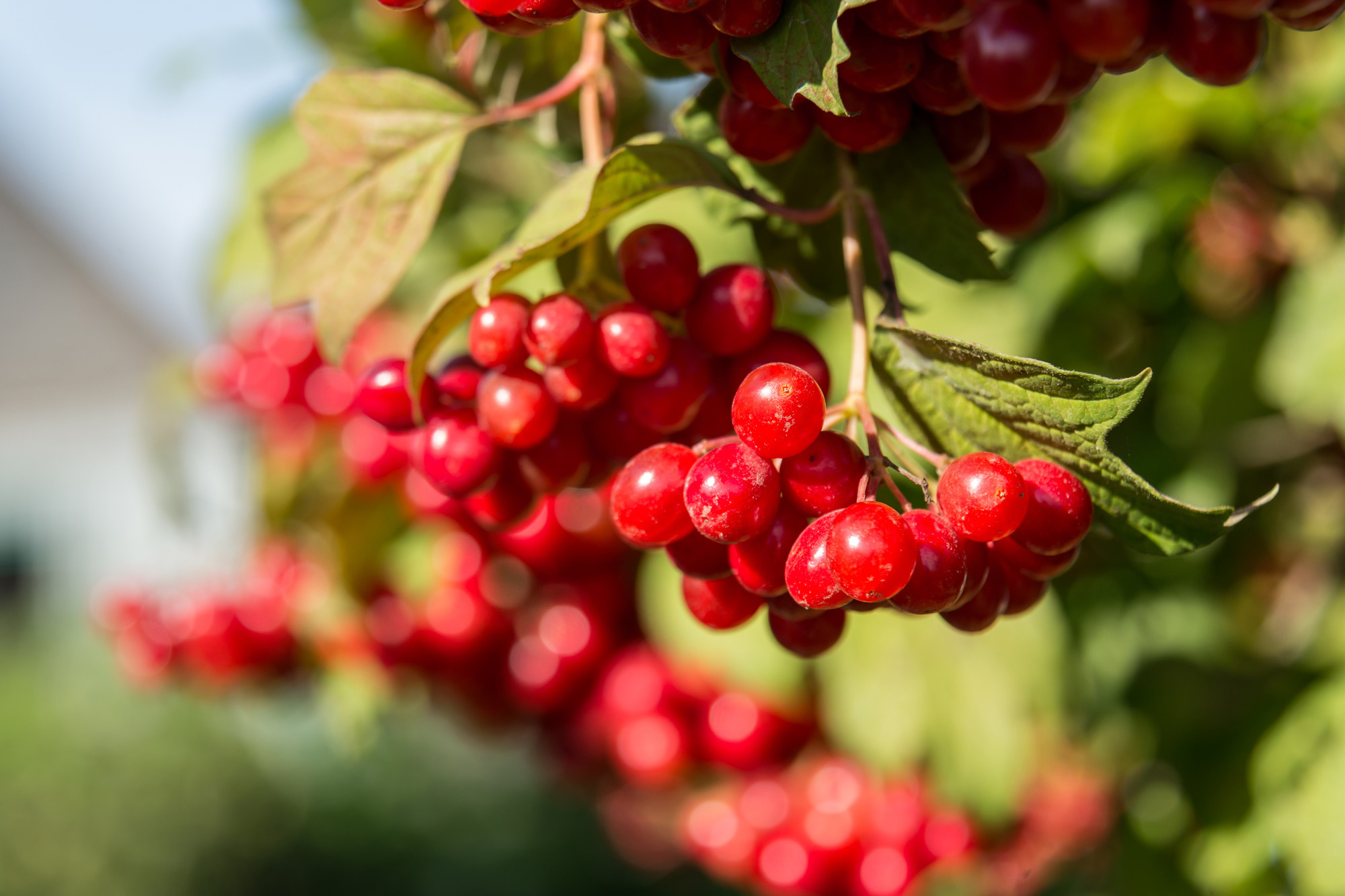 2023 food story cranberry