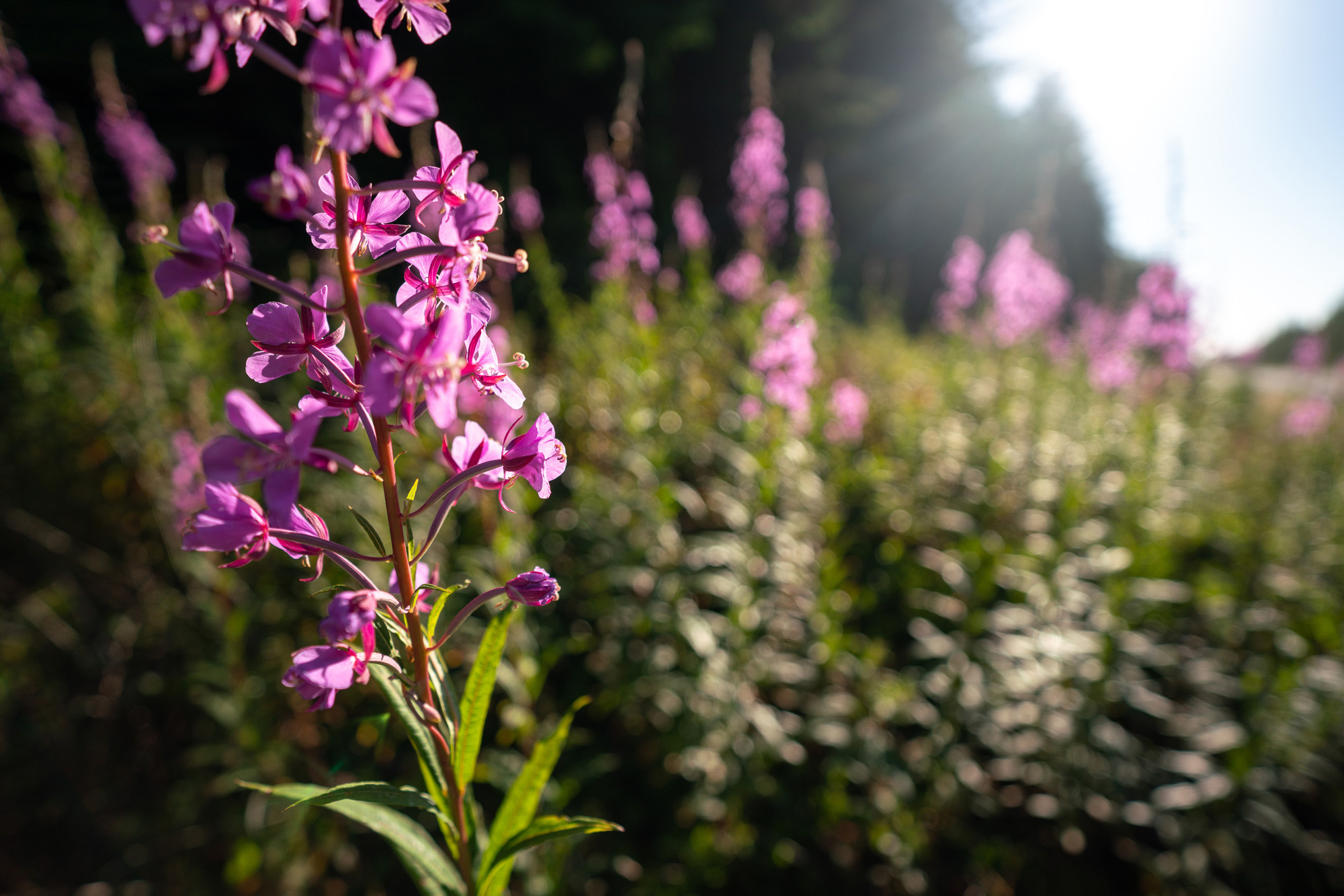 2023 food story fireweed