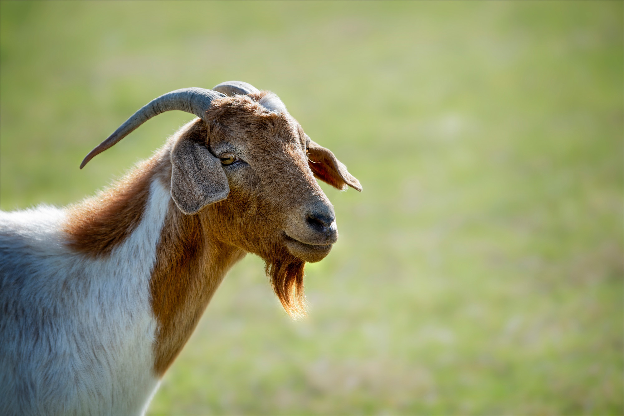 2023 food story goat