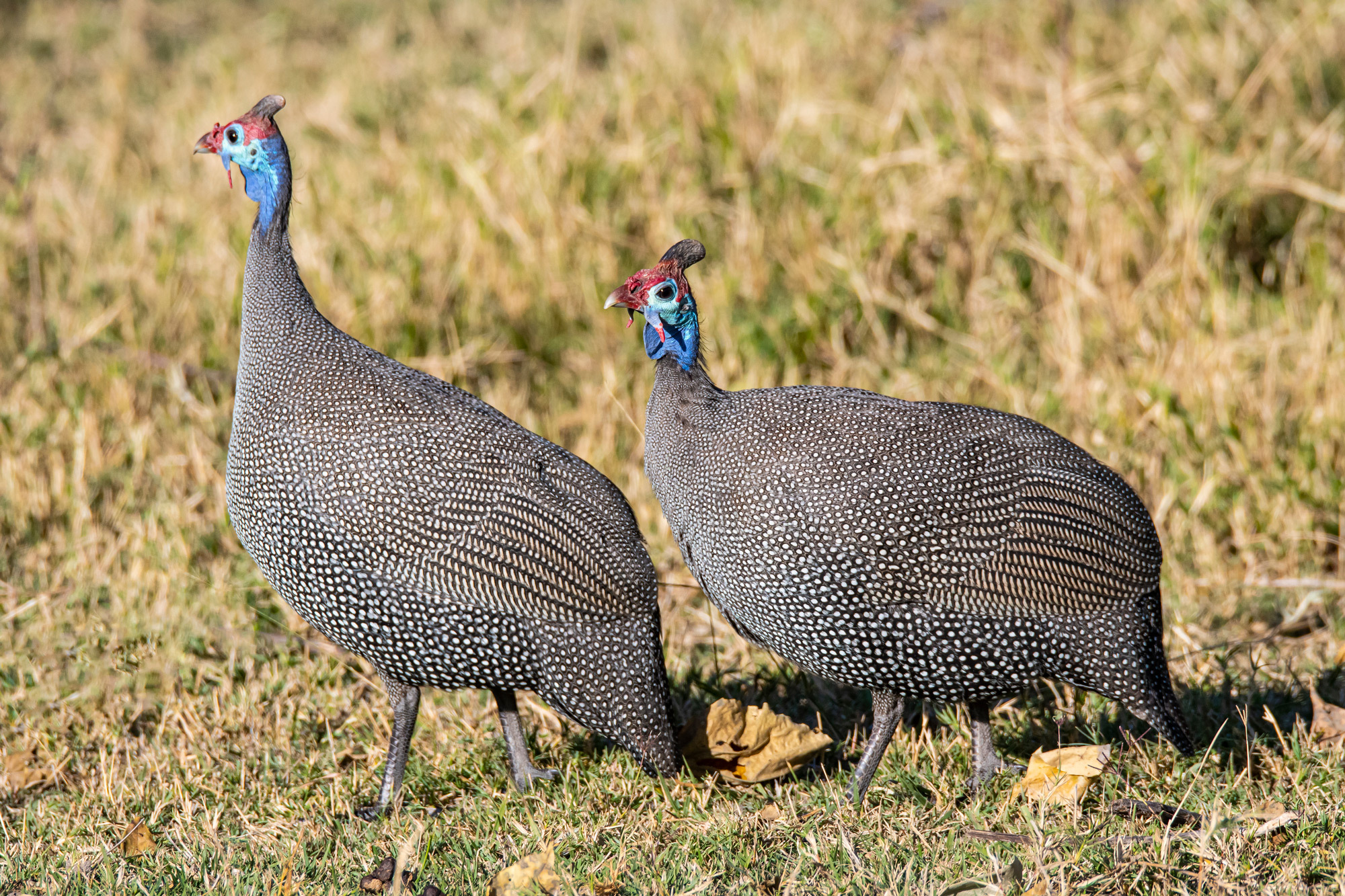 How to Make Simple Roasted Chicken or Guinea Fowl - Perfectly Provence