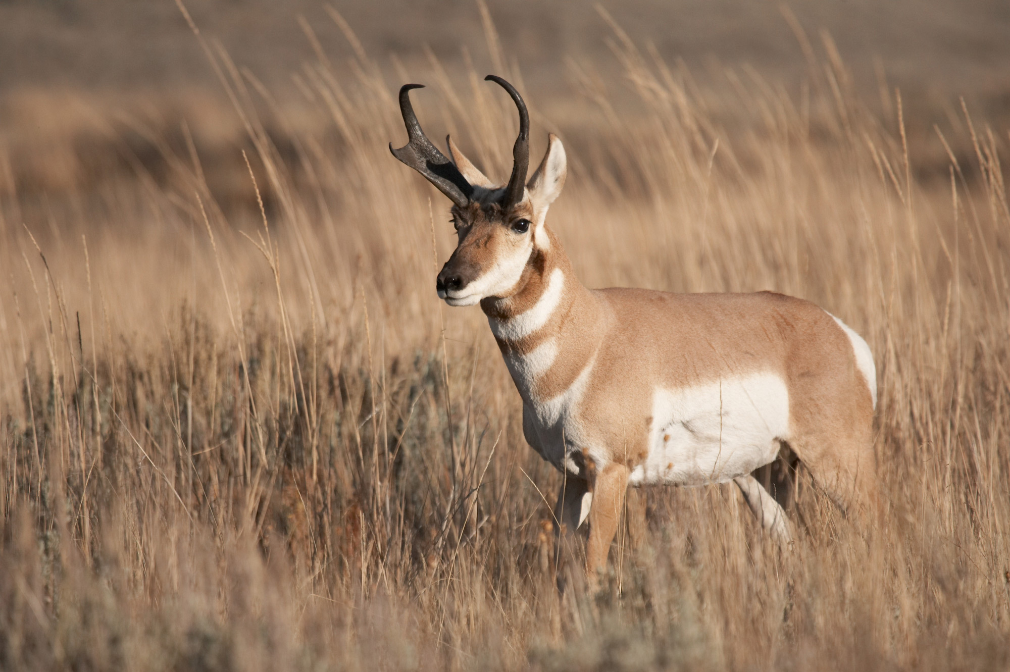 2023 food story pronghorn