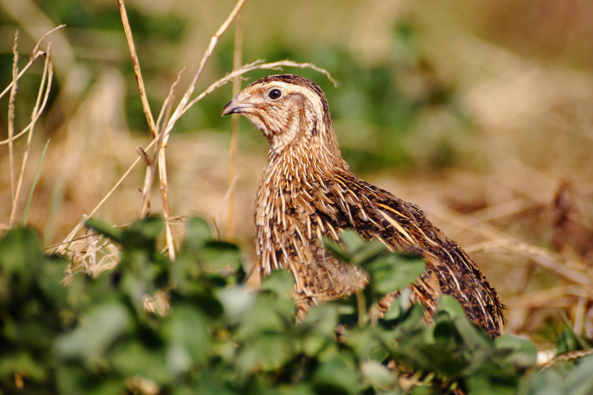 Japanese quail with the curly and the normal feather structures