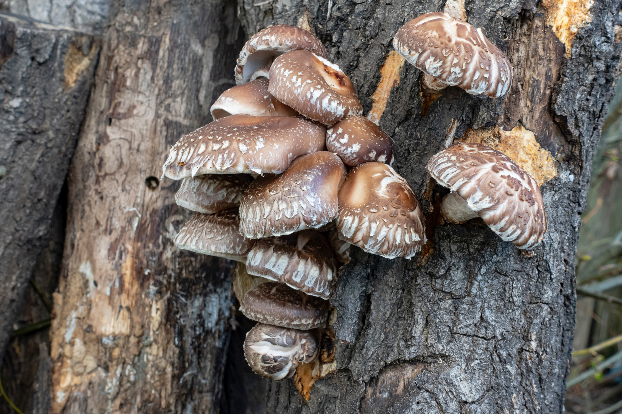 2023 food story shiitake