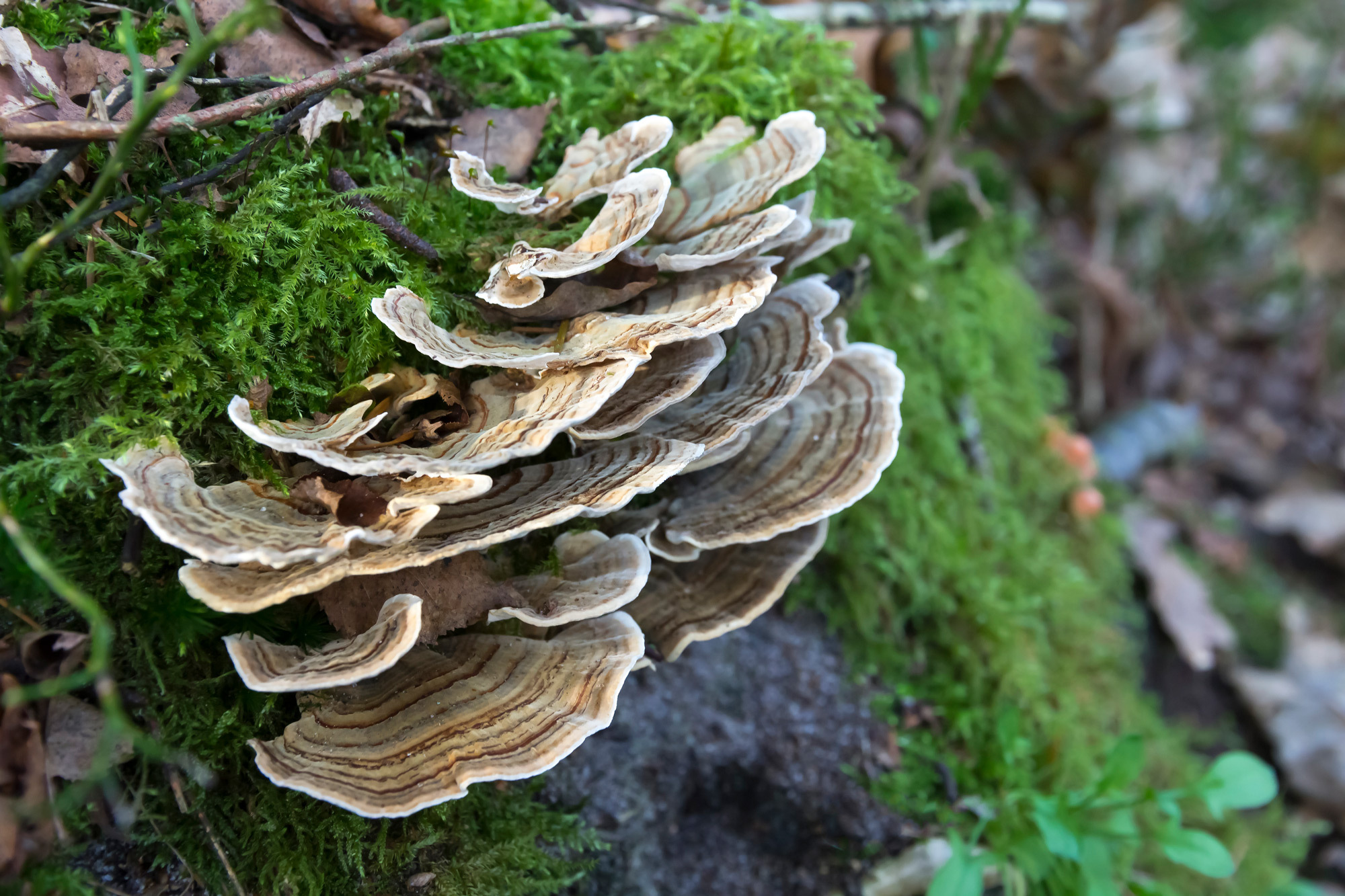 2023 food story turkeytail